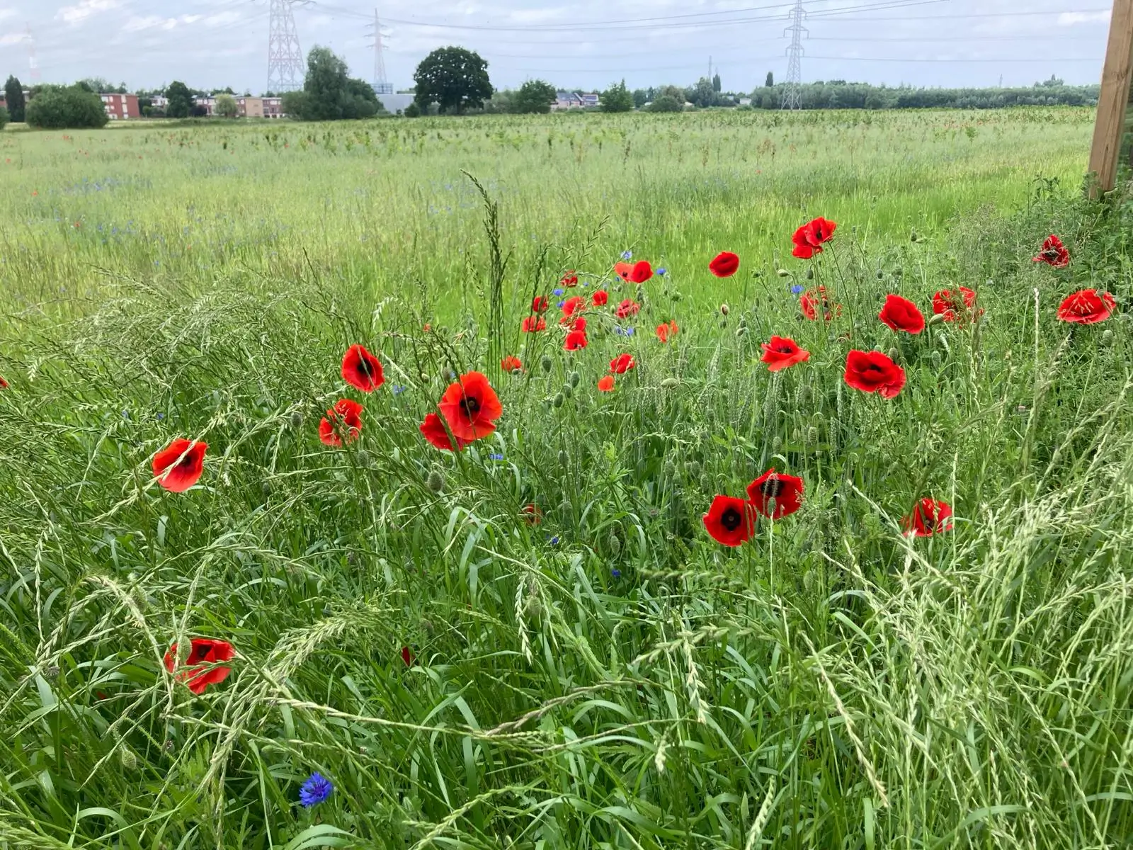 Wandeling afbeelding