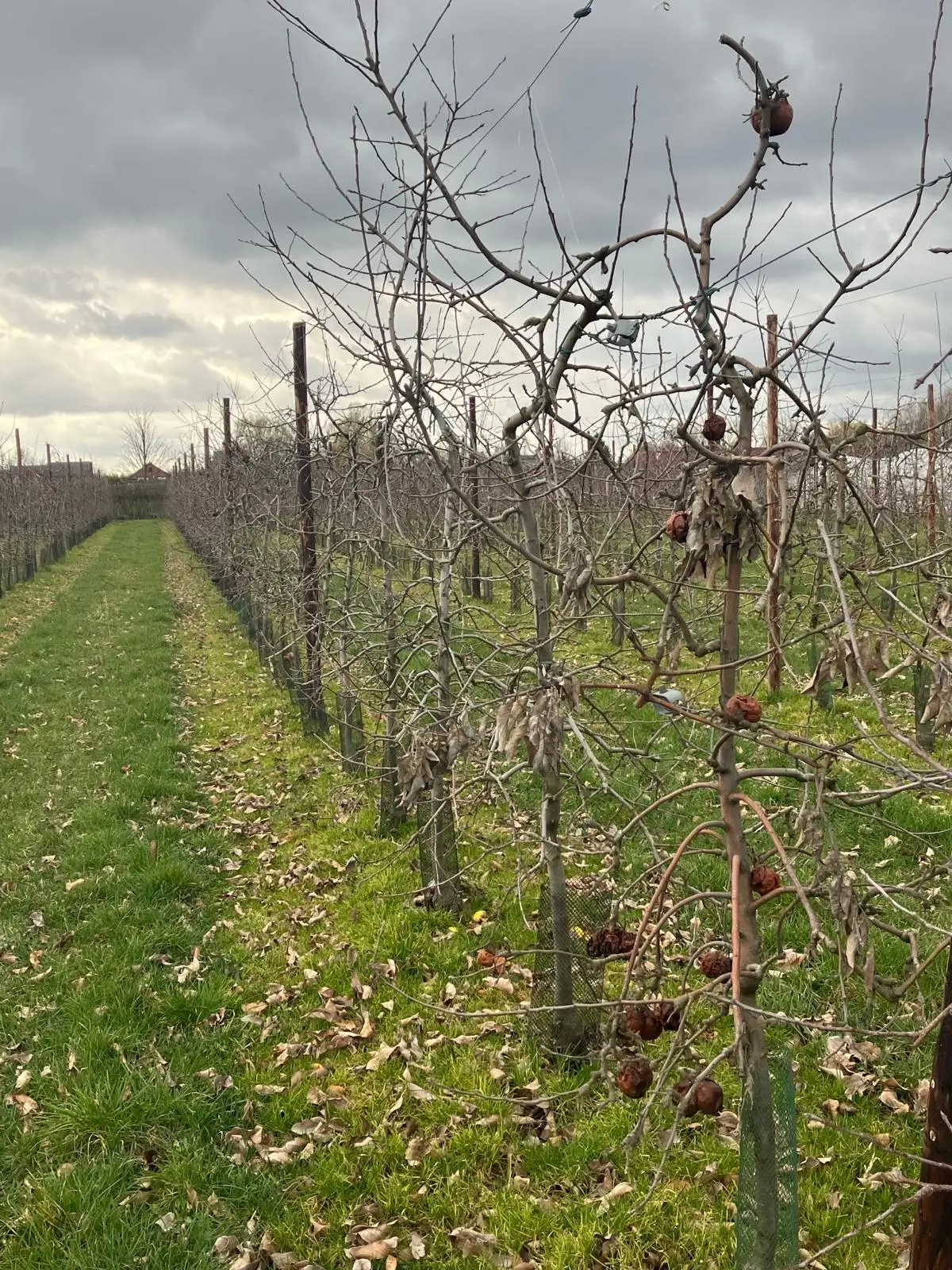 Wandeling afbeelding