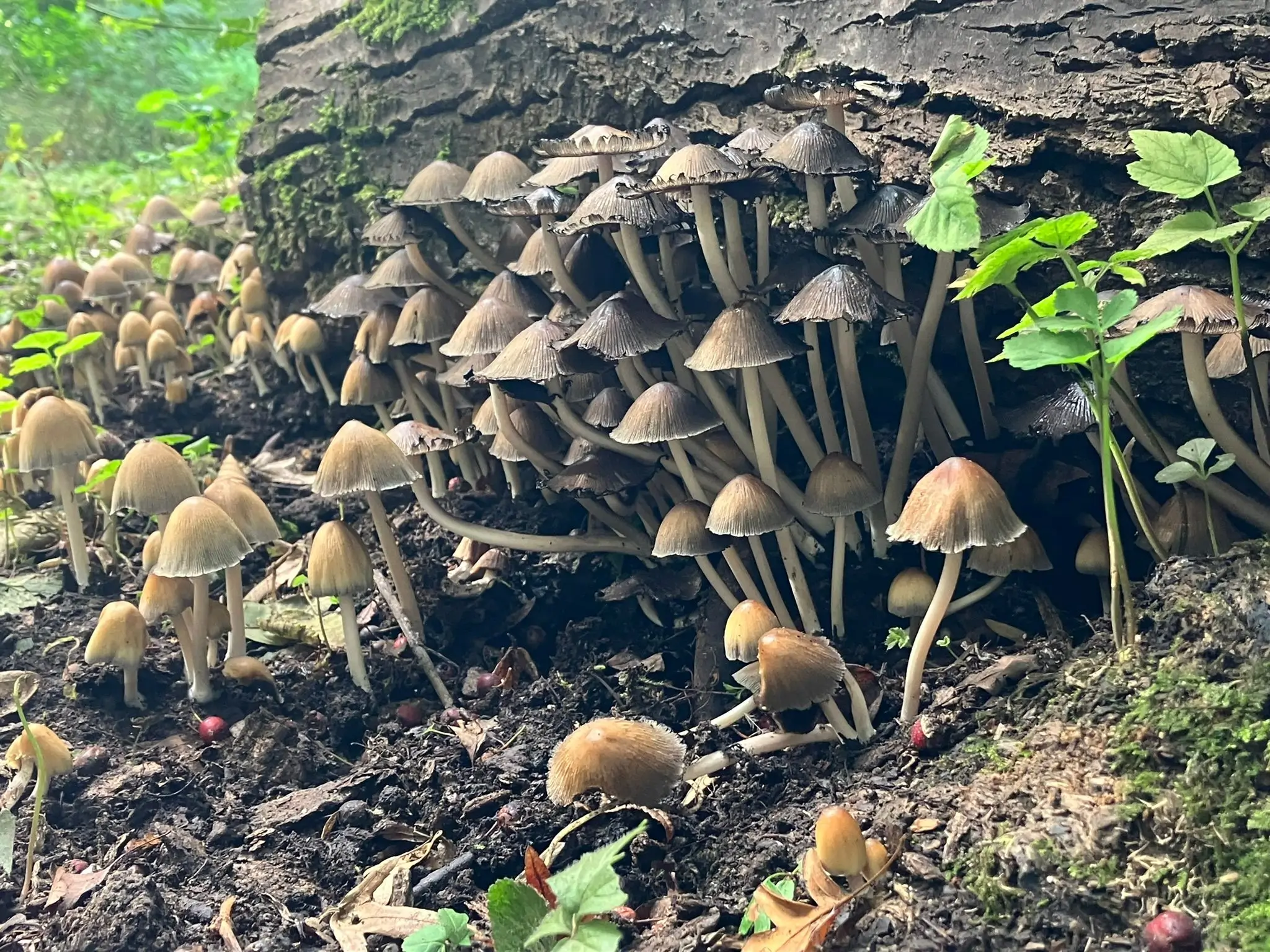 Wandeling afbeelding