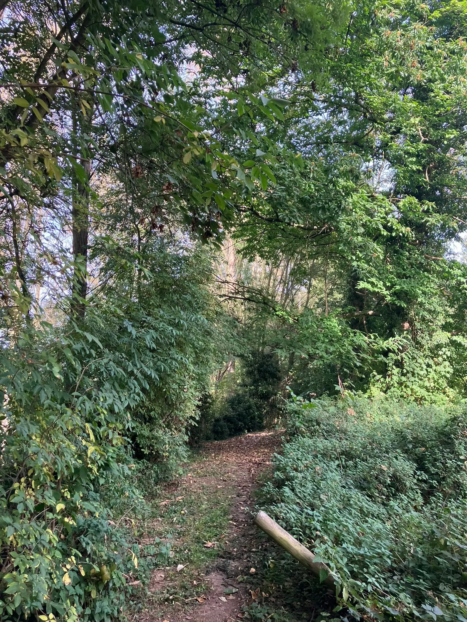 Wandeling afbeelding
