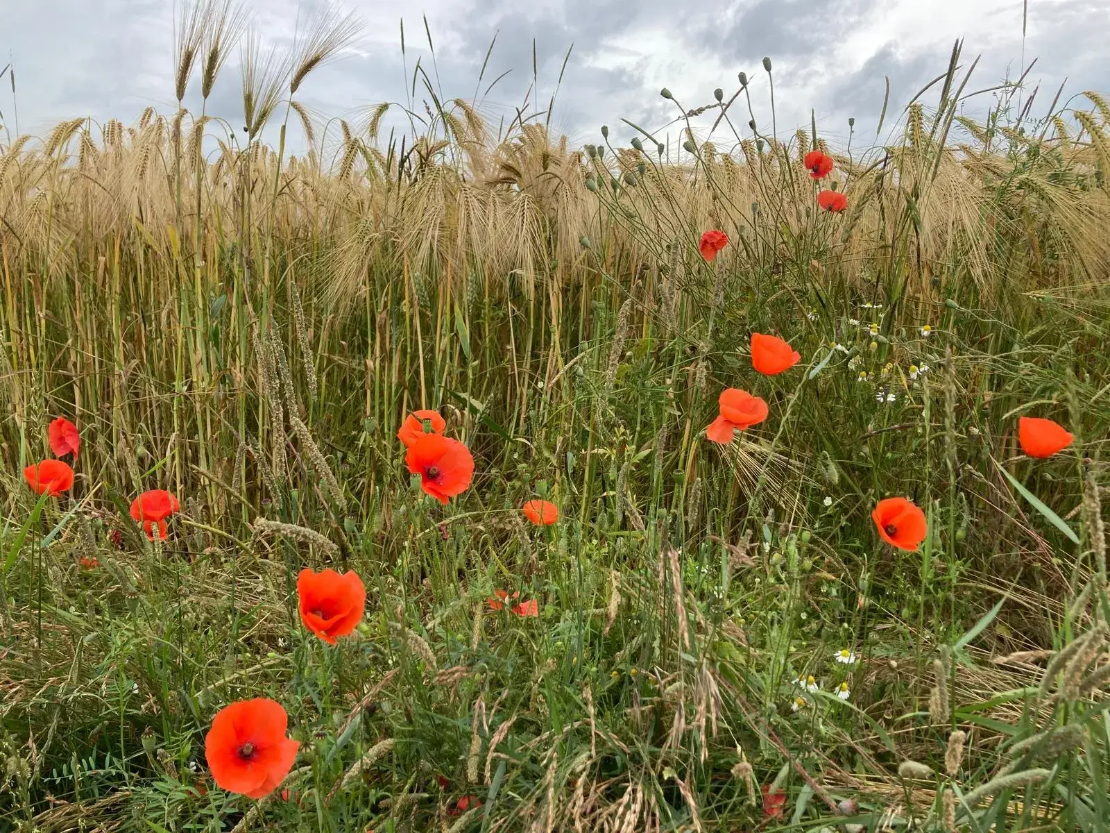 Wandeling afbeelding