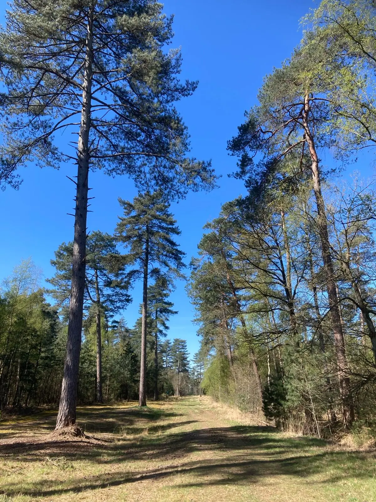 Wandeling afbeelding