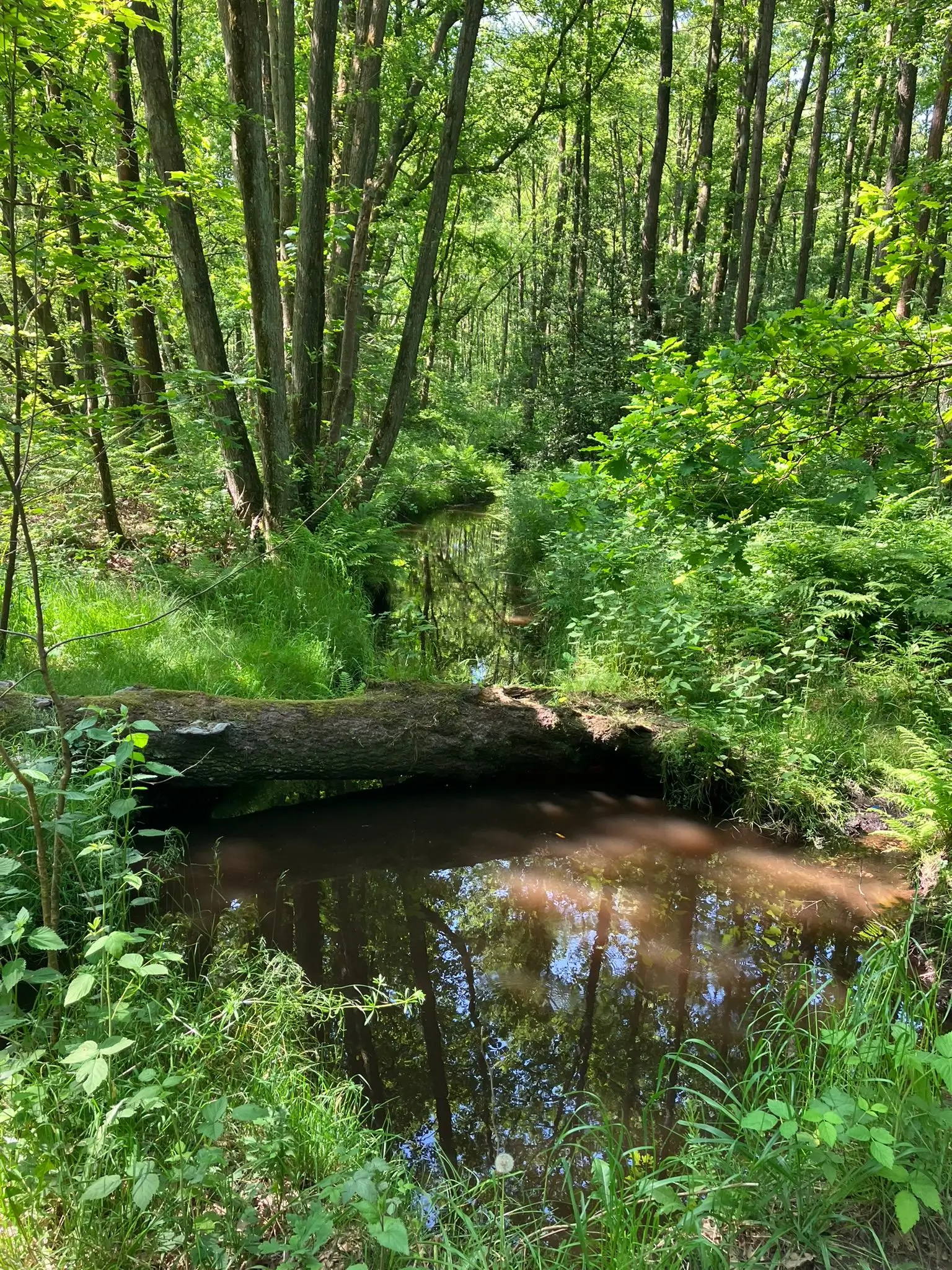 Wandeling afbeelding