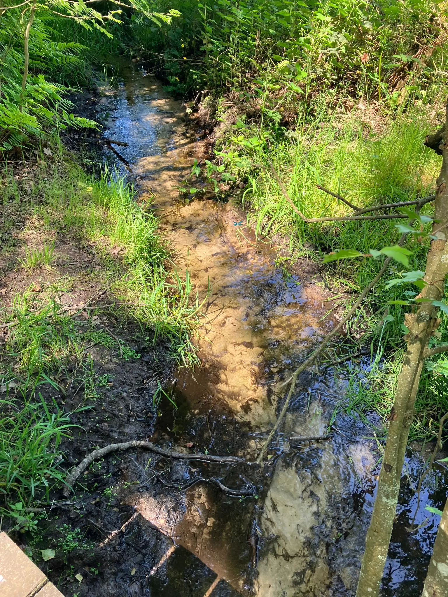 Wandeling afbeelding