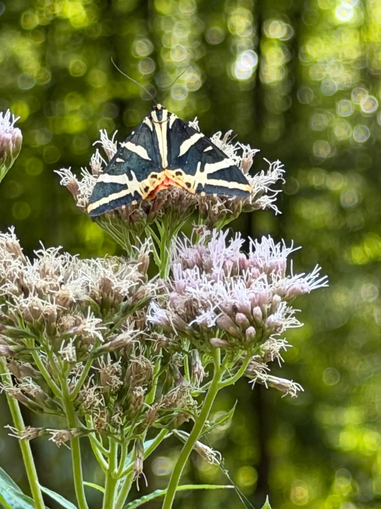 Wandeling afbeelding