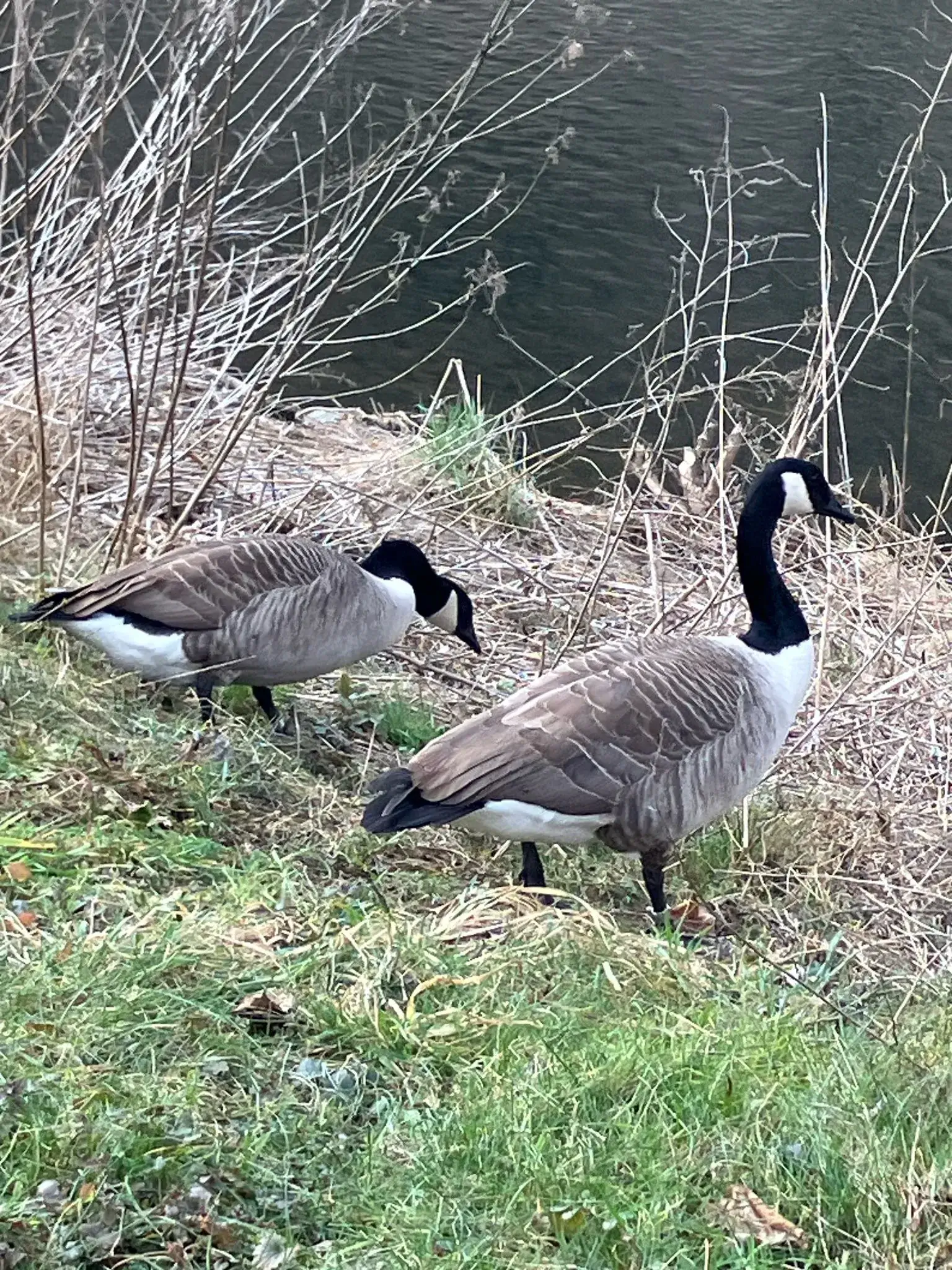 Wandeling afbeelding