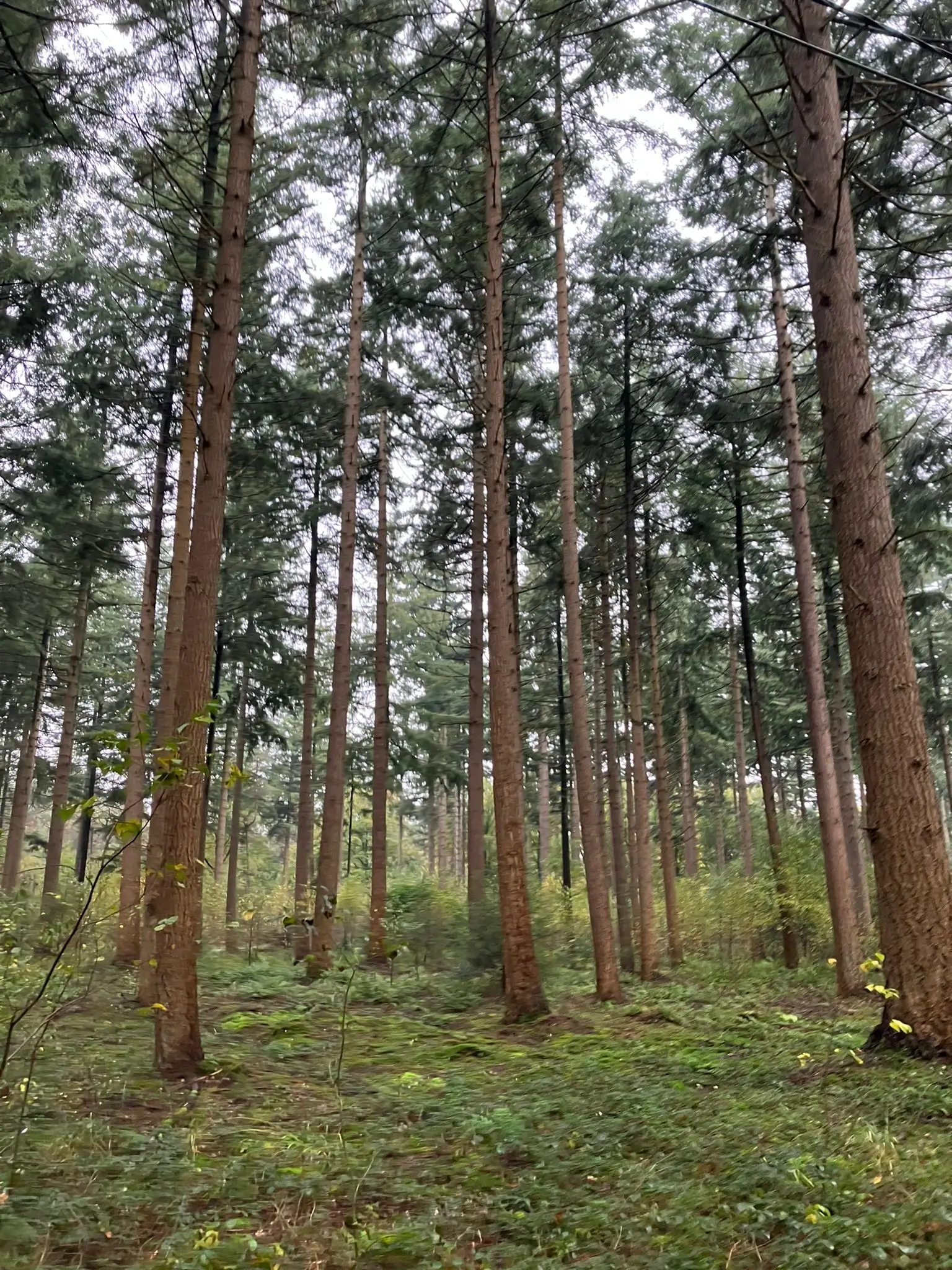 Wandeling afbeelding