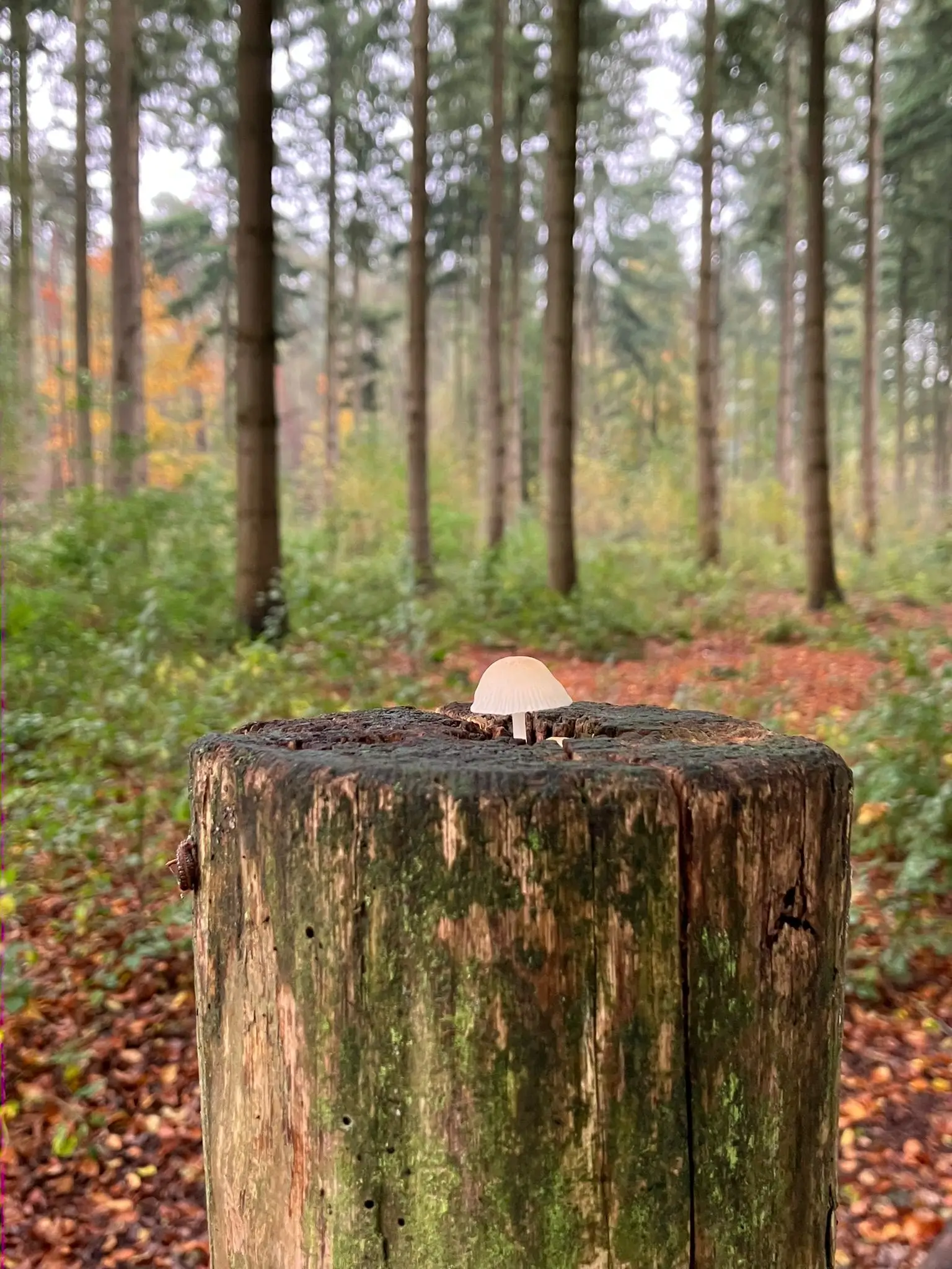 Wandeling afbeelding