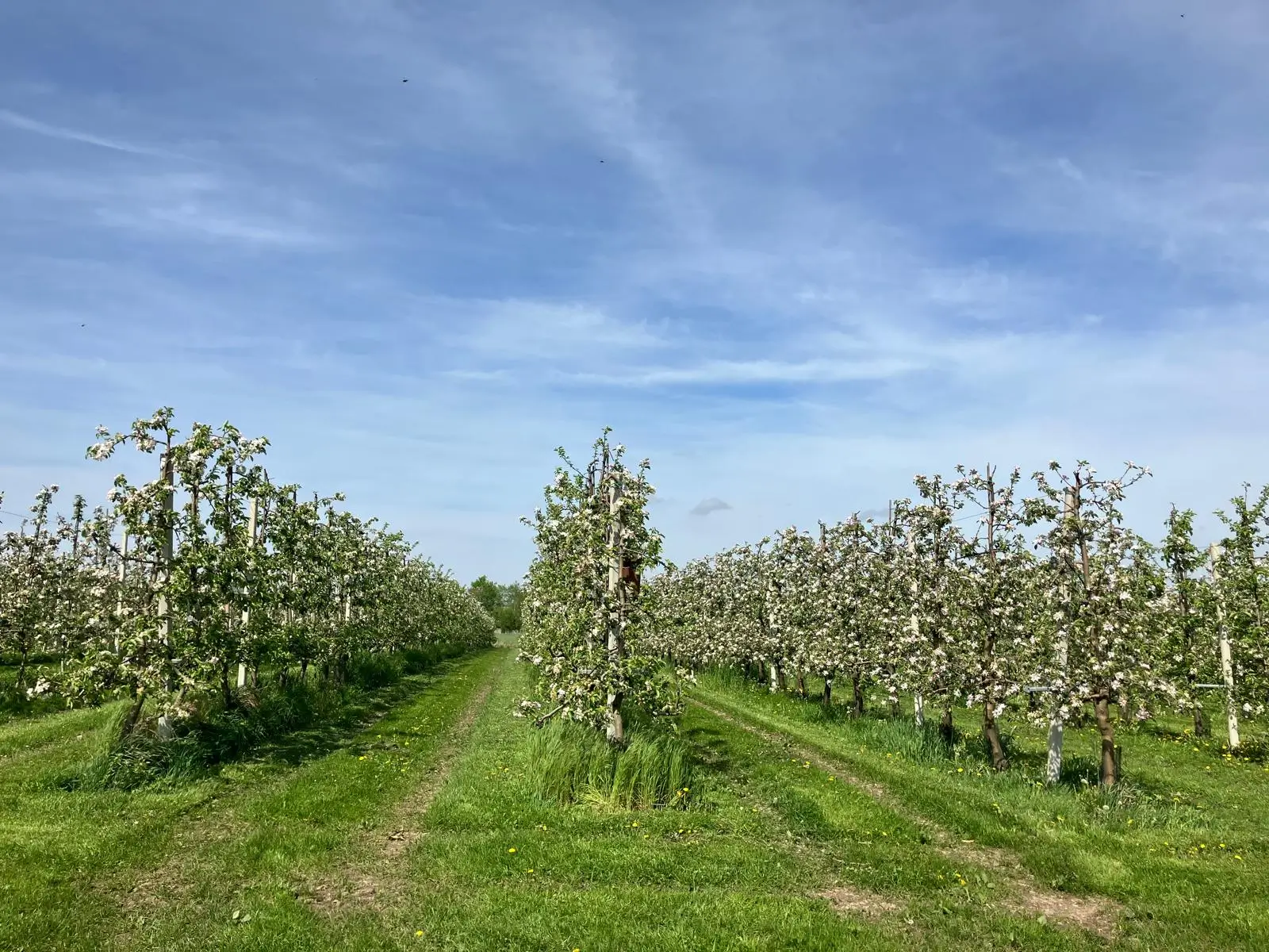 Wandeling afbeelding