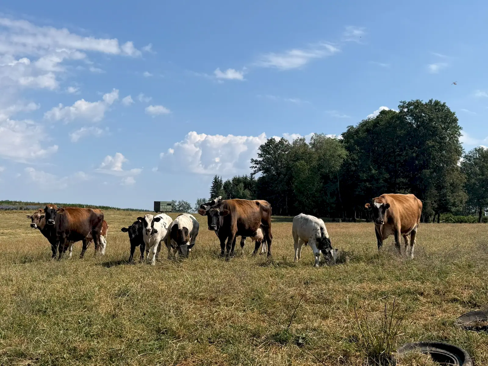 Wandeling afbeelding