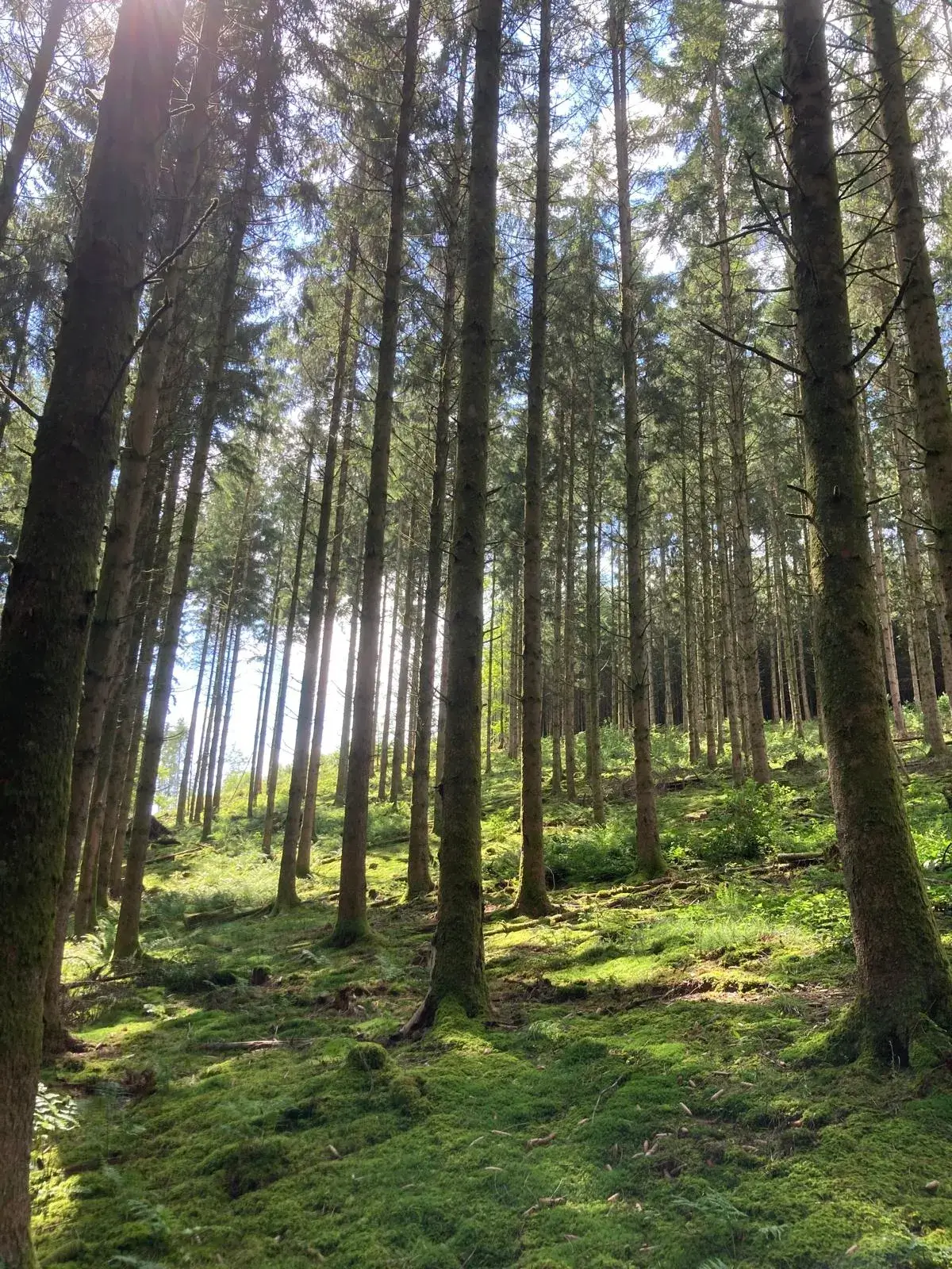 Wandeling afbeelding