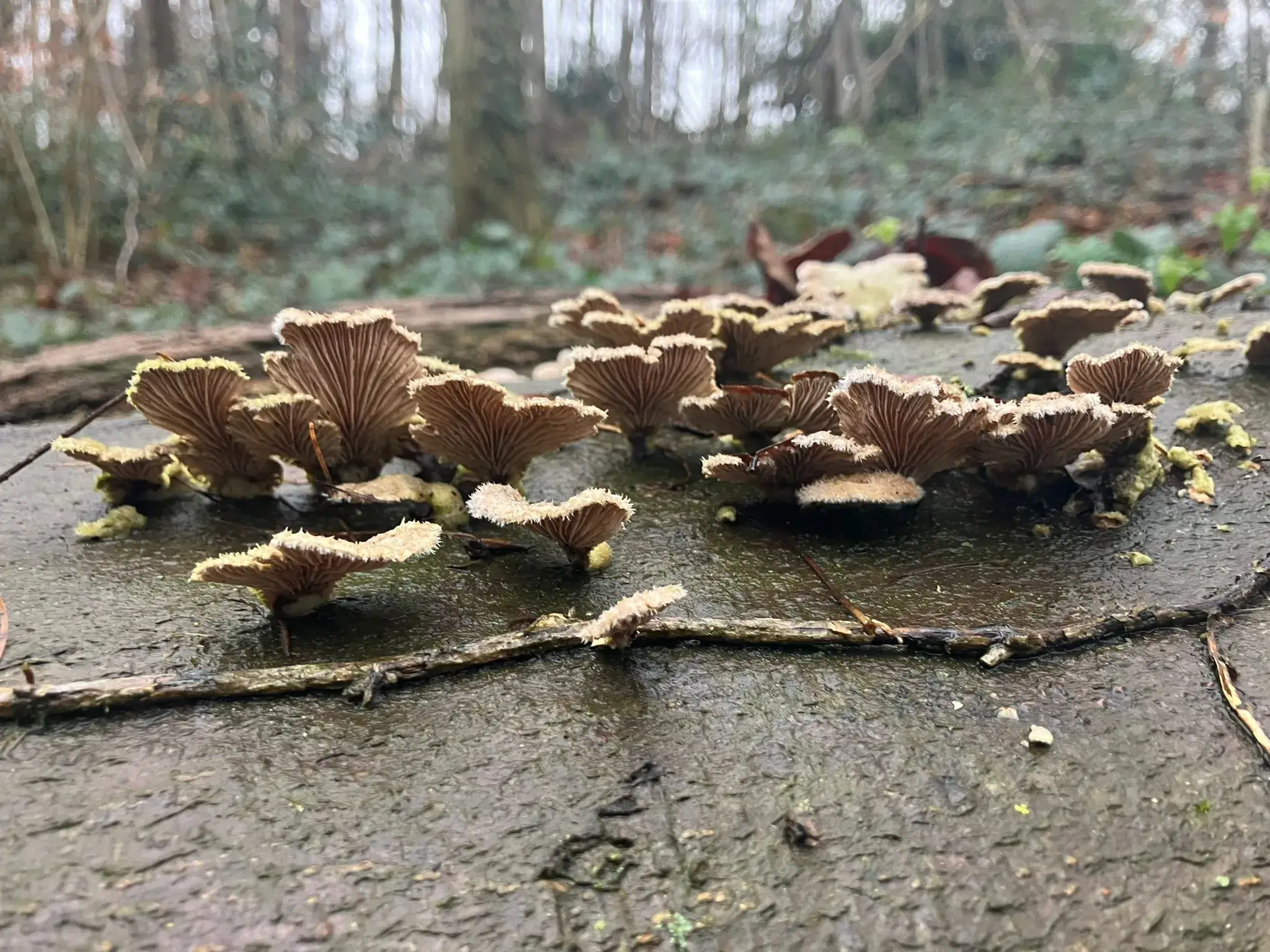 Wandeling afbeelding