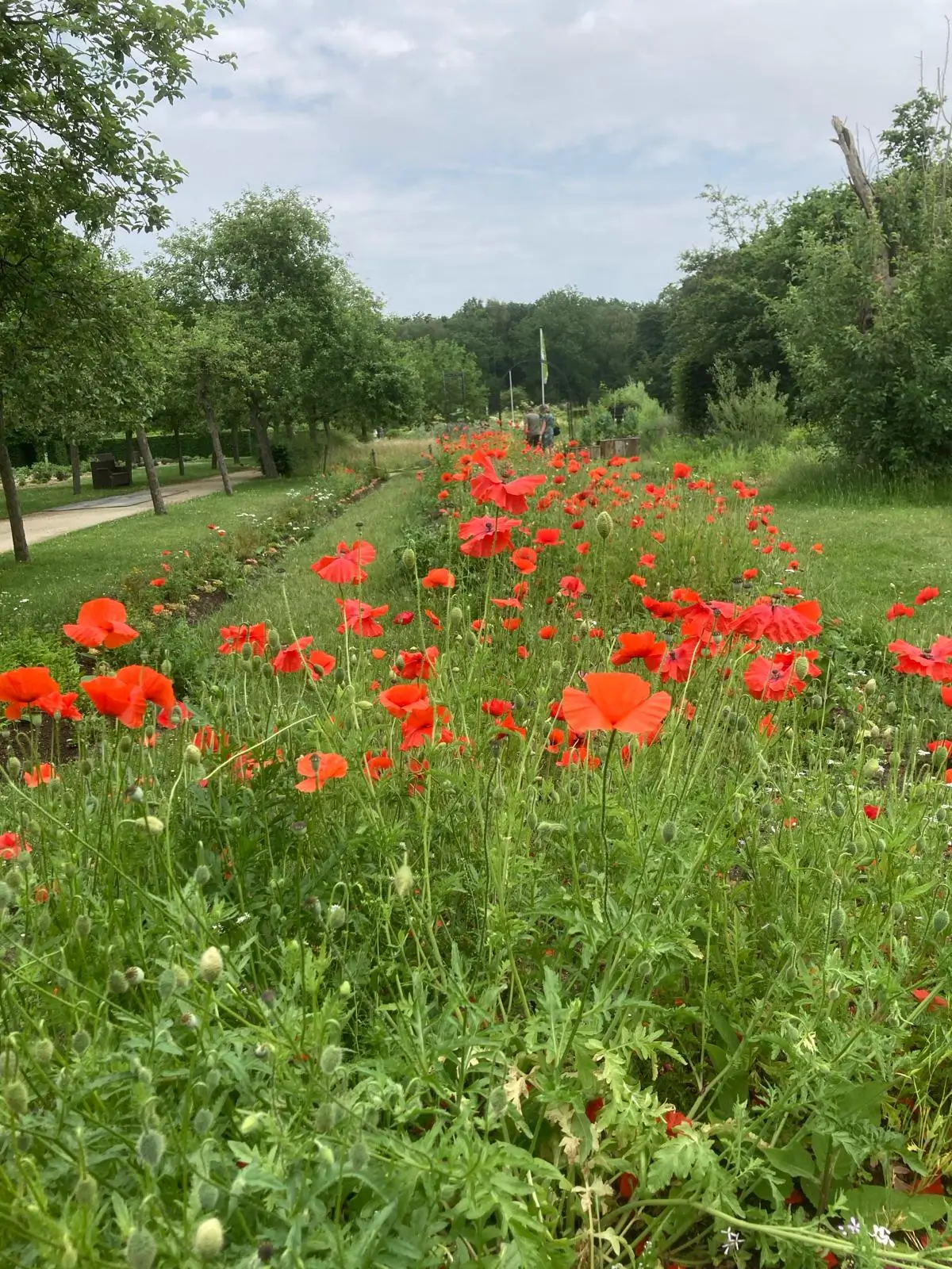 Wandeling afbeelding