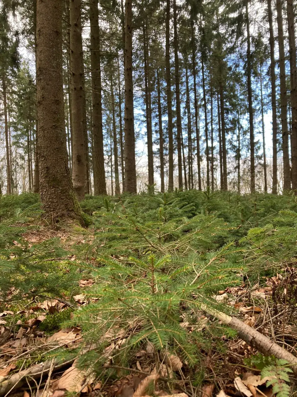 Wandeling afbeelding