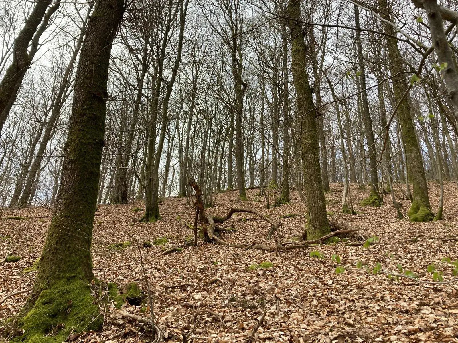 Wandeling afbeelding