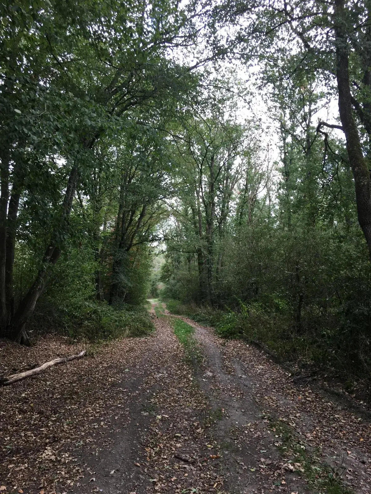 Wandeling afbeelding