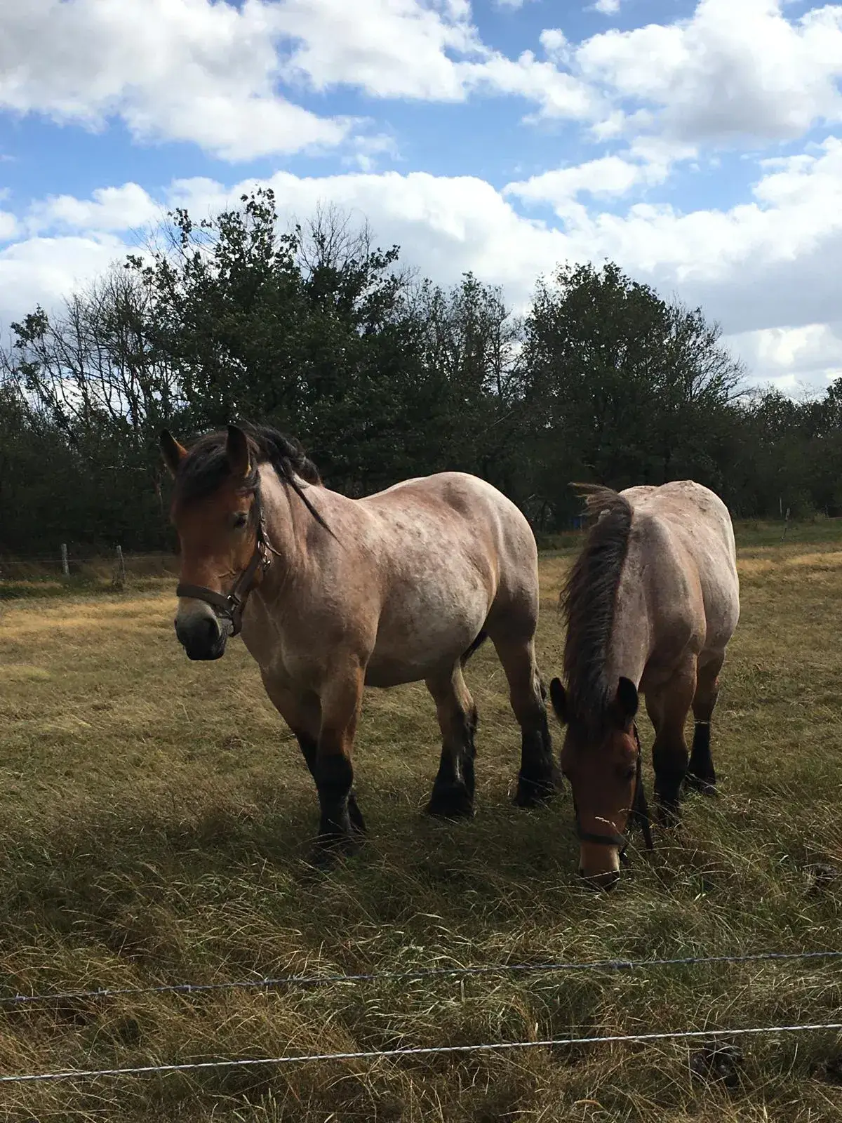 Wandeling afbeelding