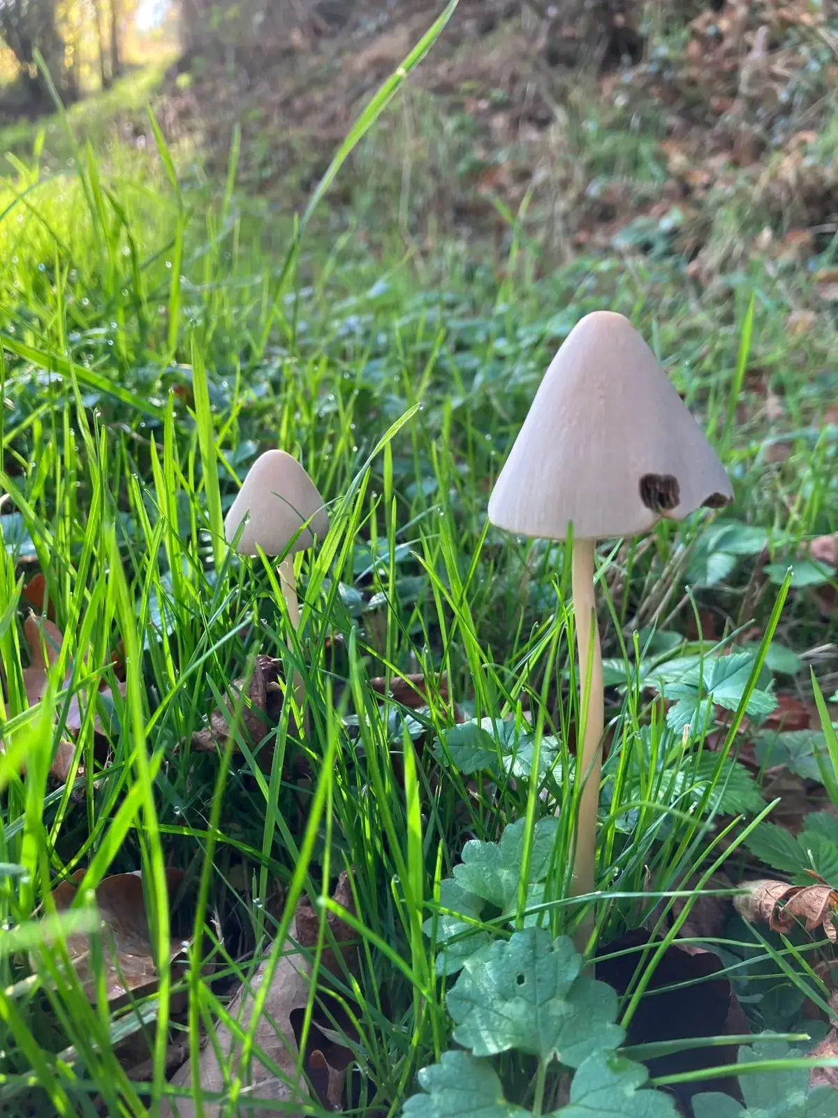 Wandeling afbeelding