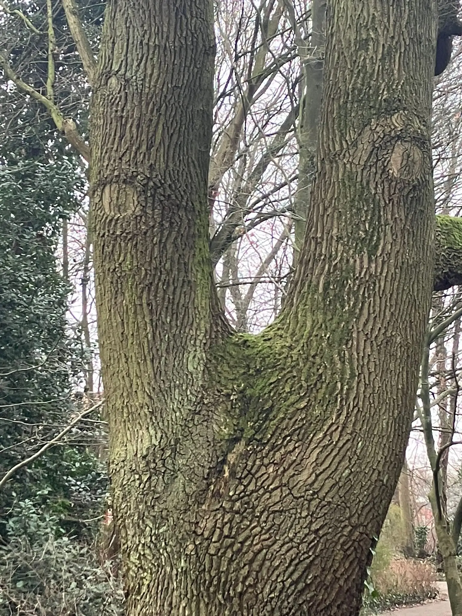 Wandeling afbeelding
