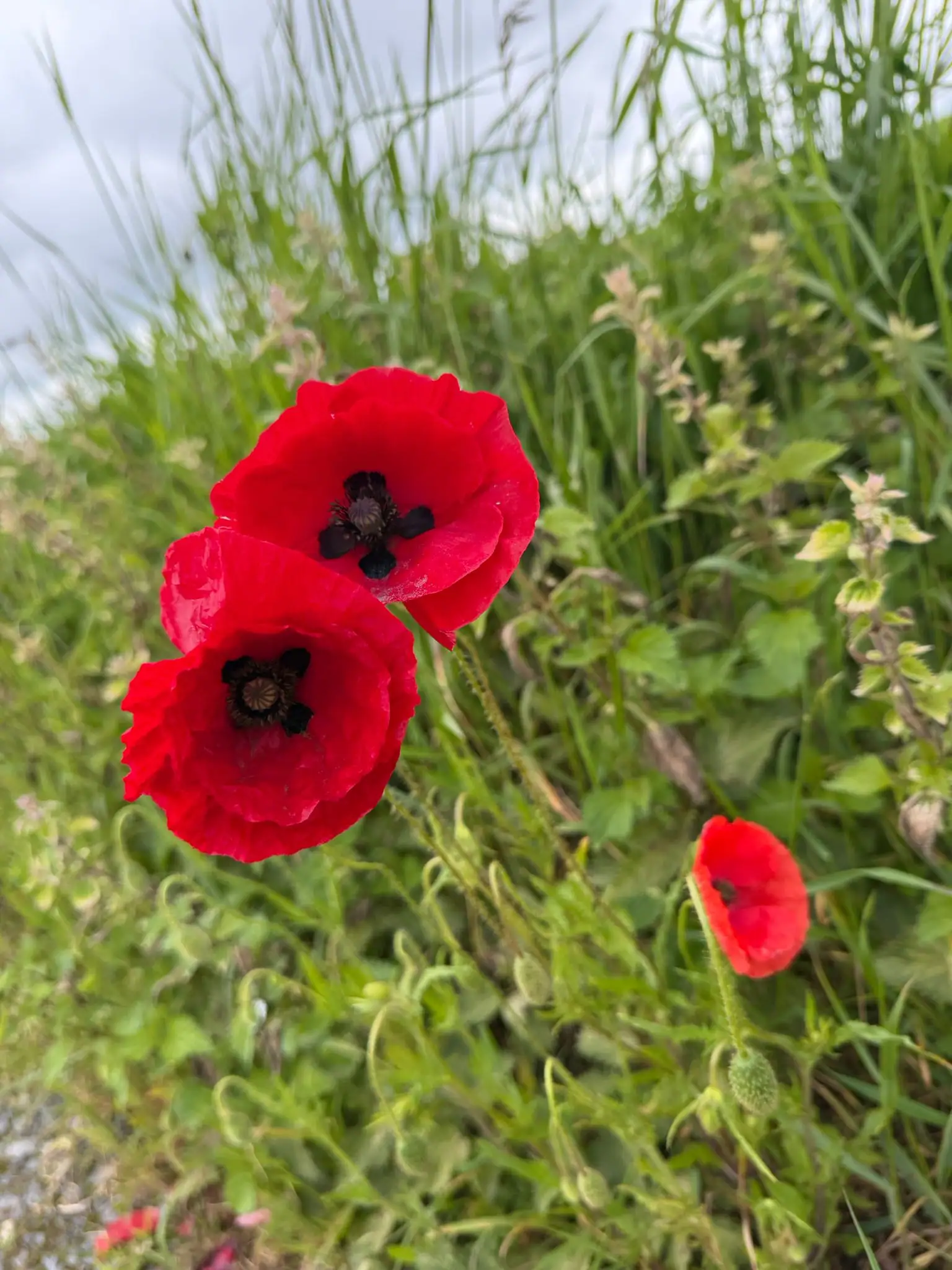 Wandeling afbeelding