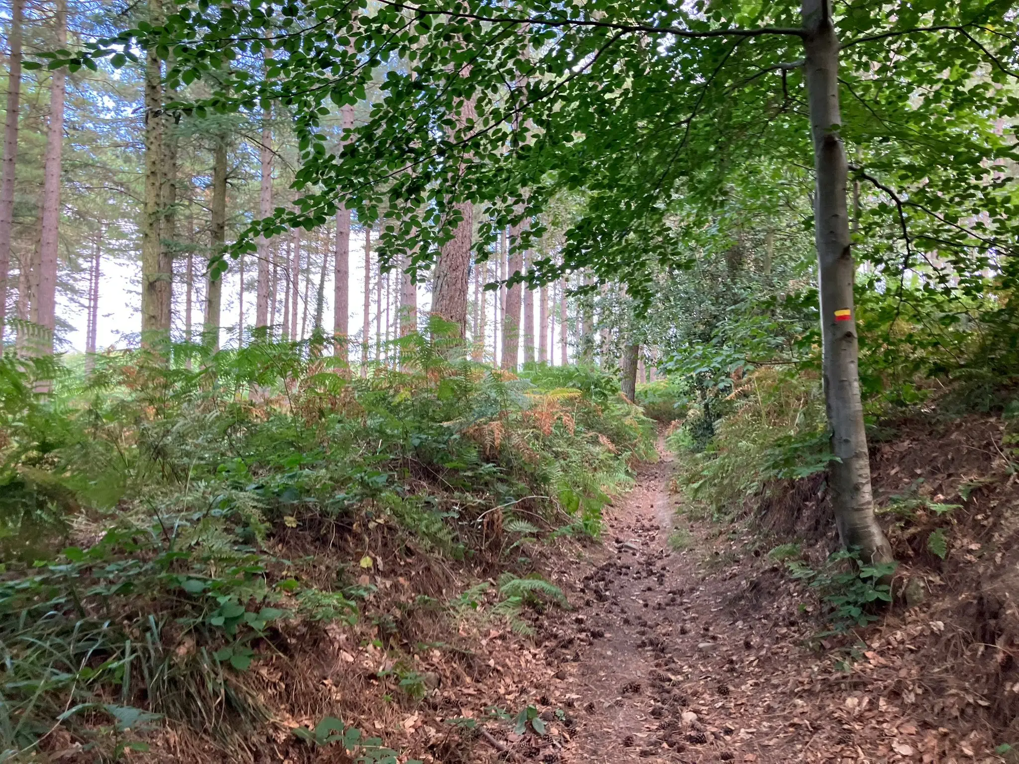 Wandeling afbeelding