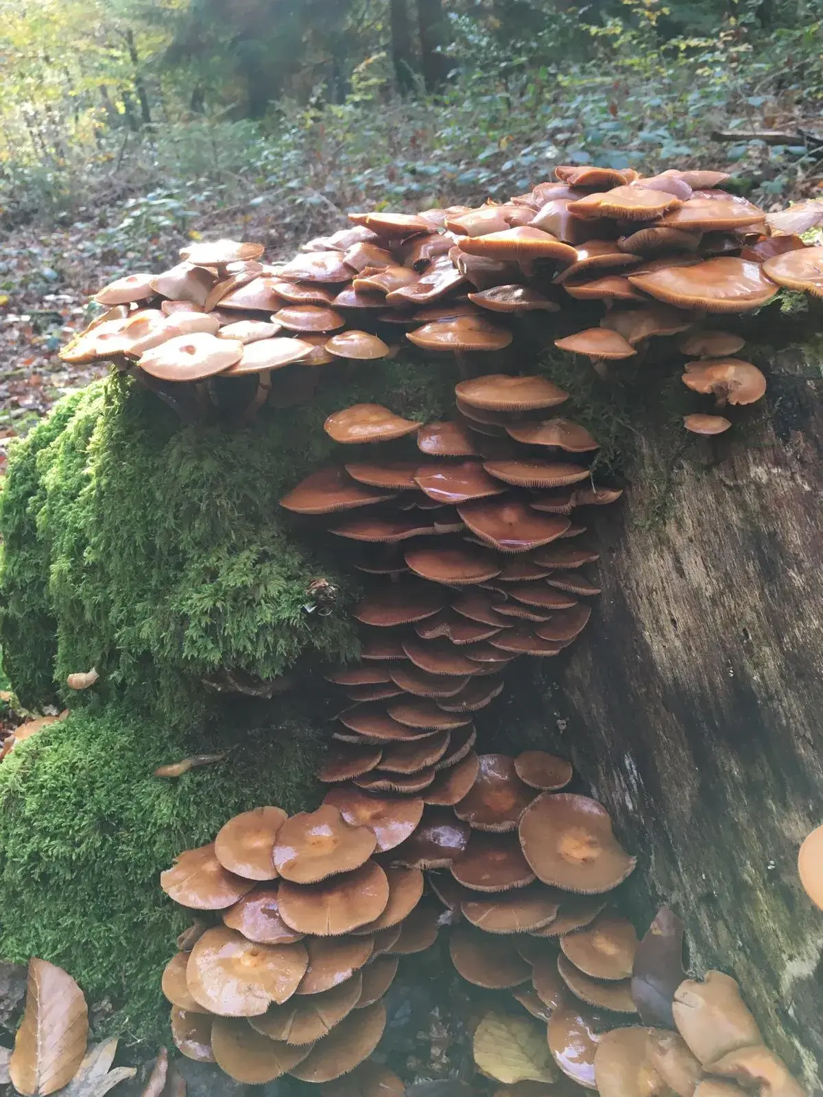 Wandeling afbeelding