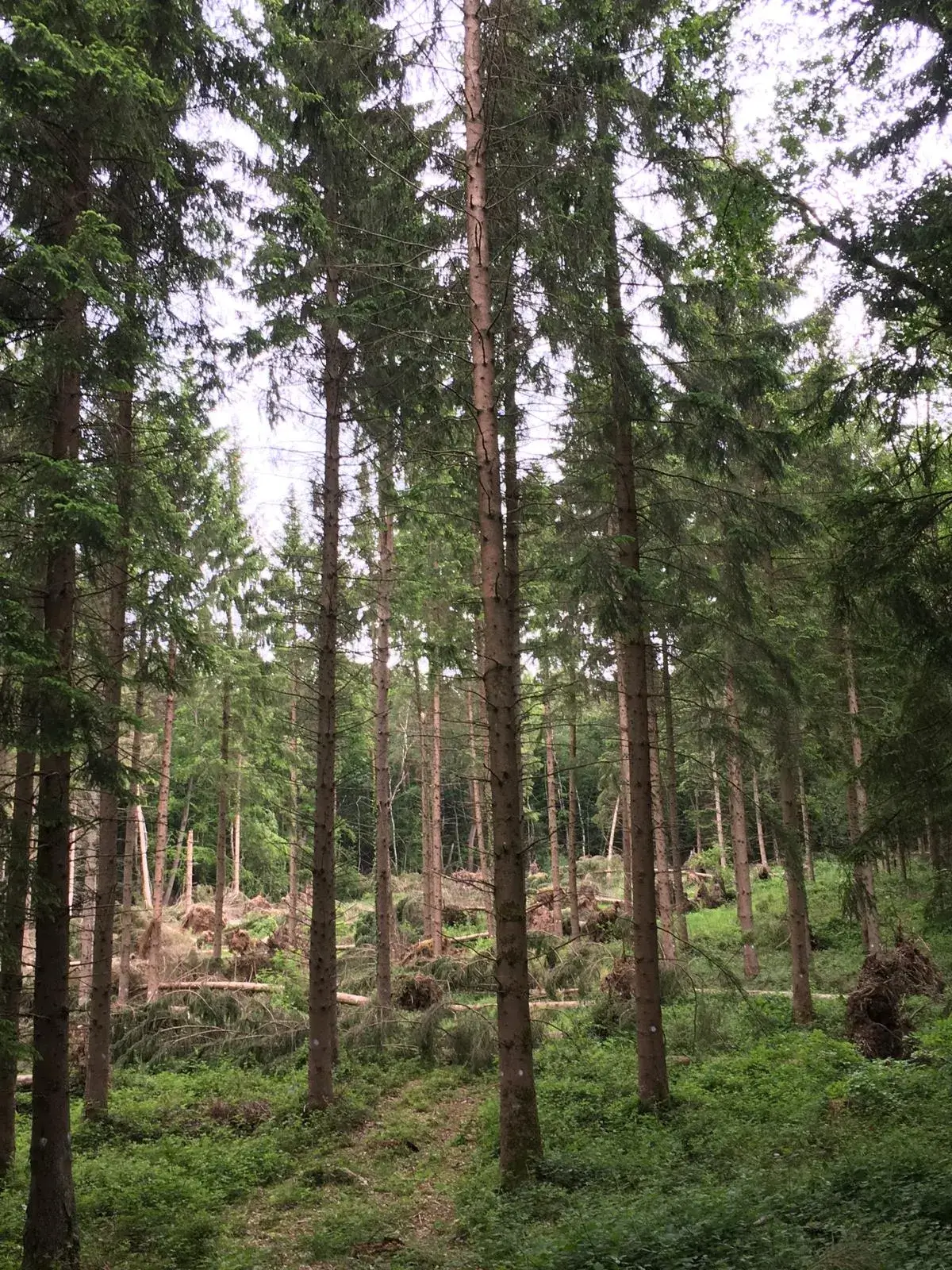 Wandeling afbeelding