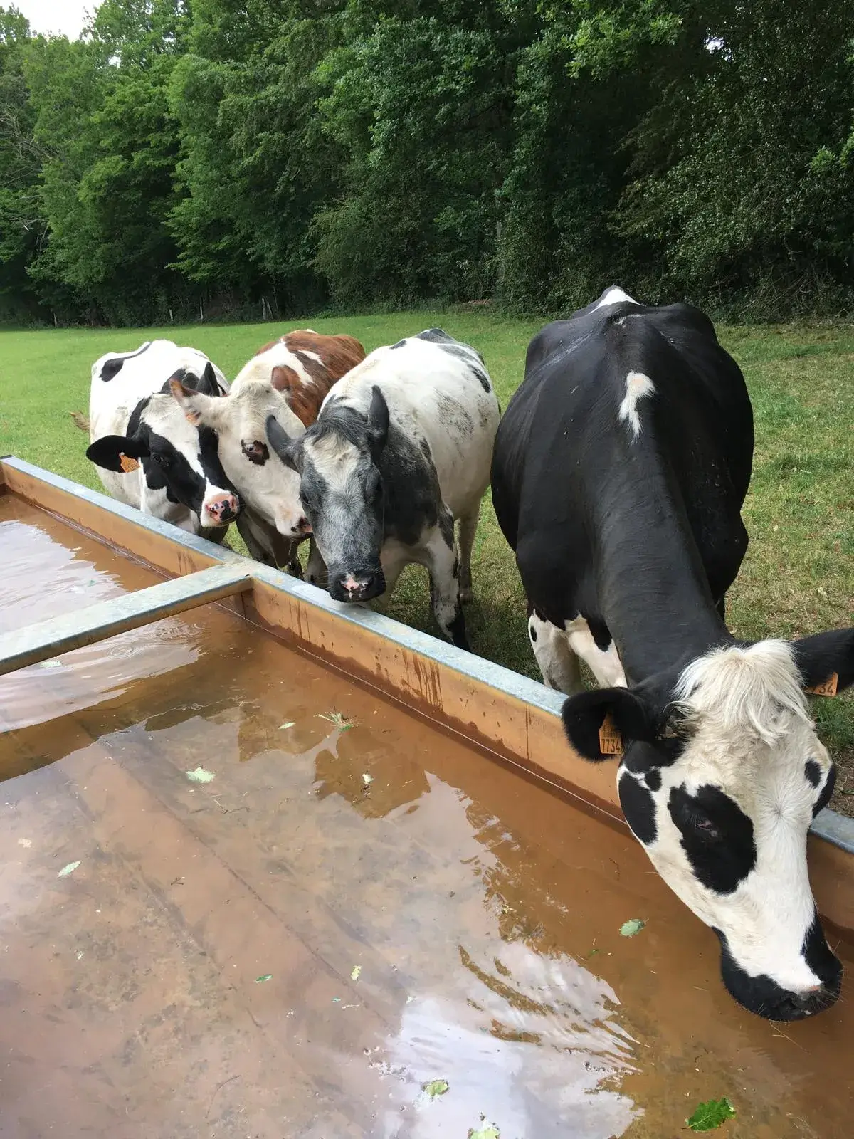 Wandeling afbeelding