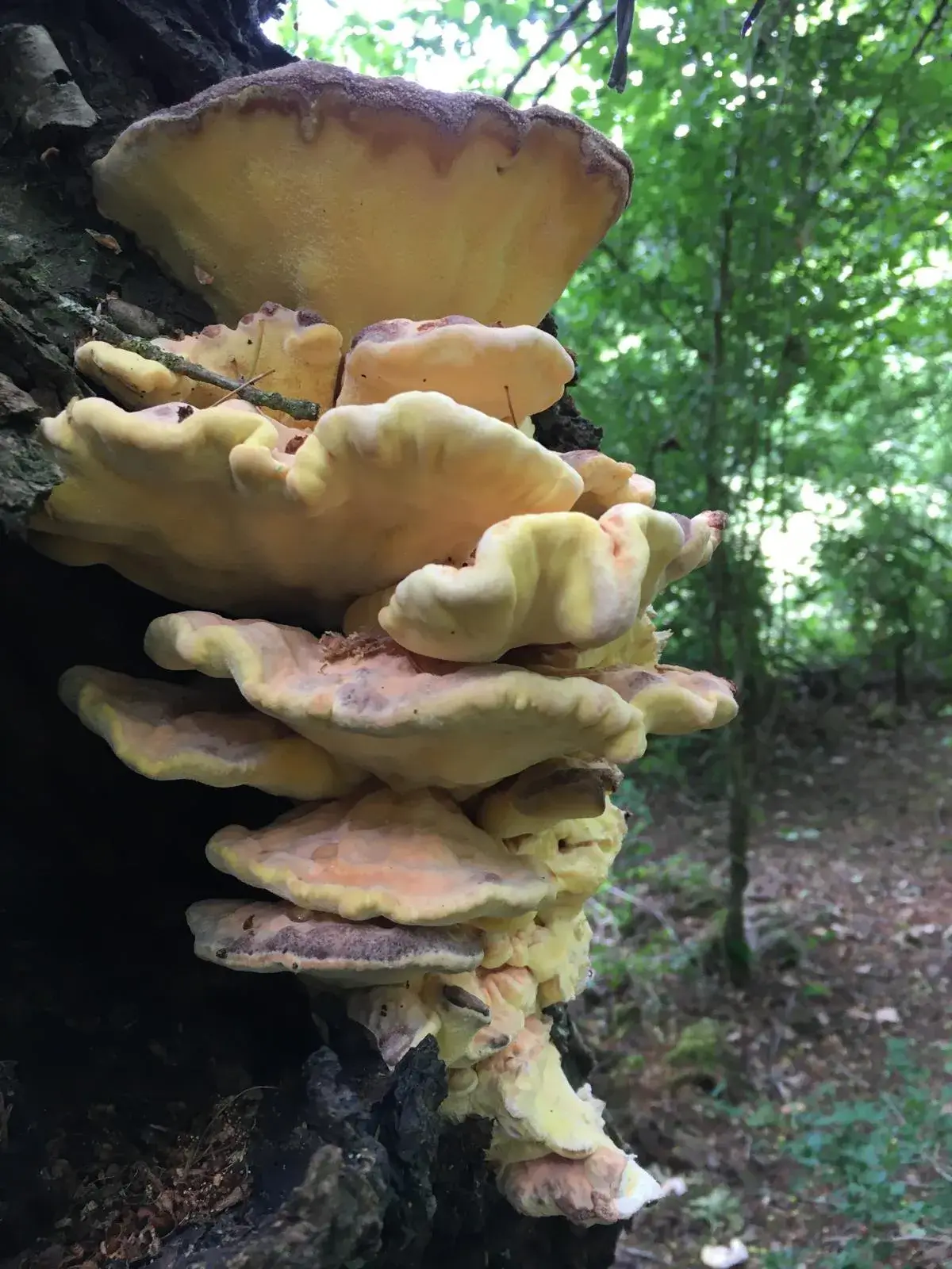 Wandeling afbeelding
