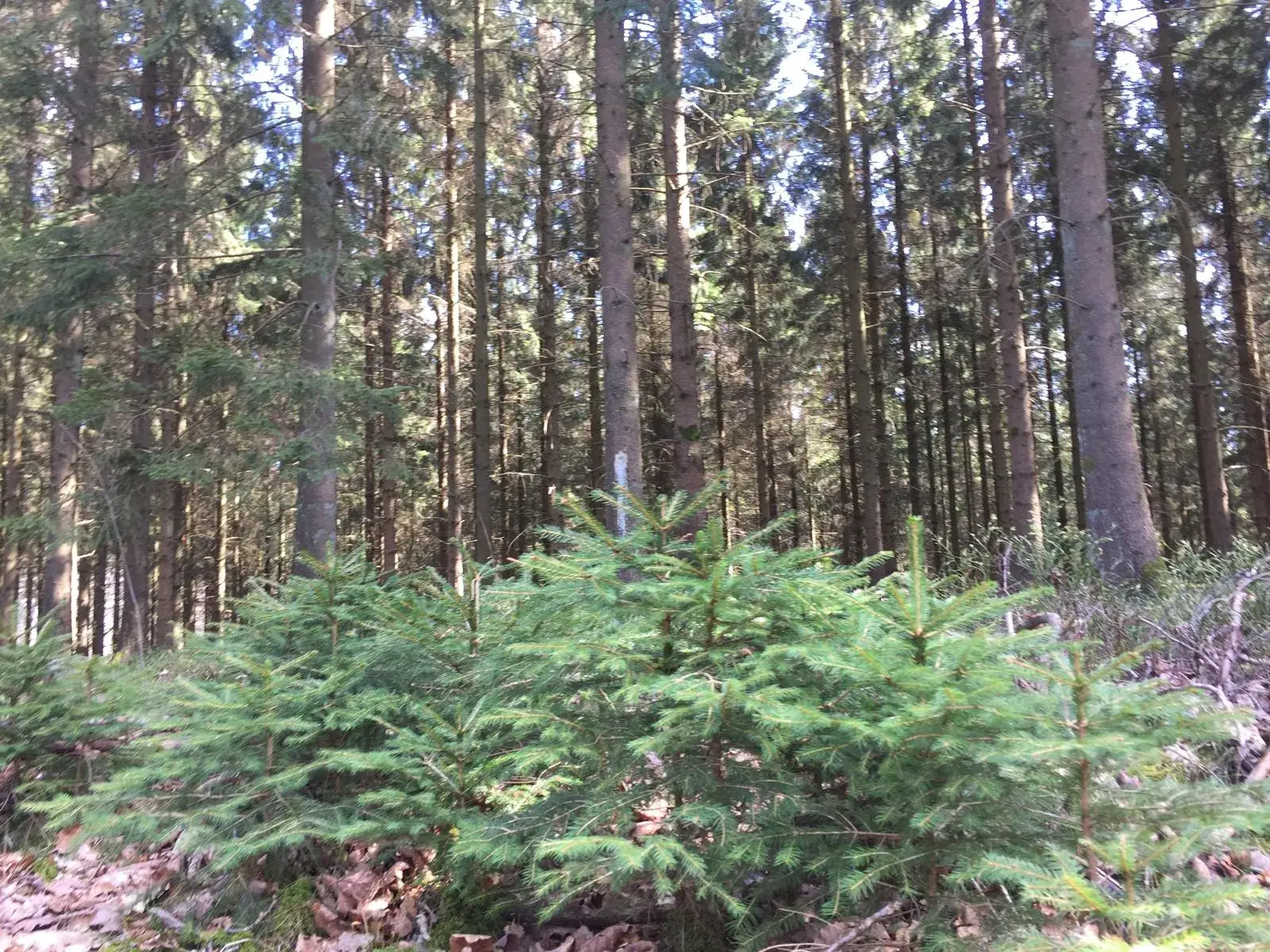 Wandeling afbeelding
