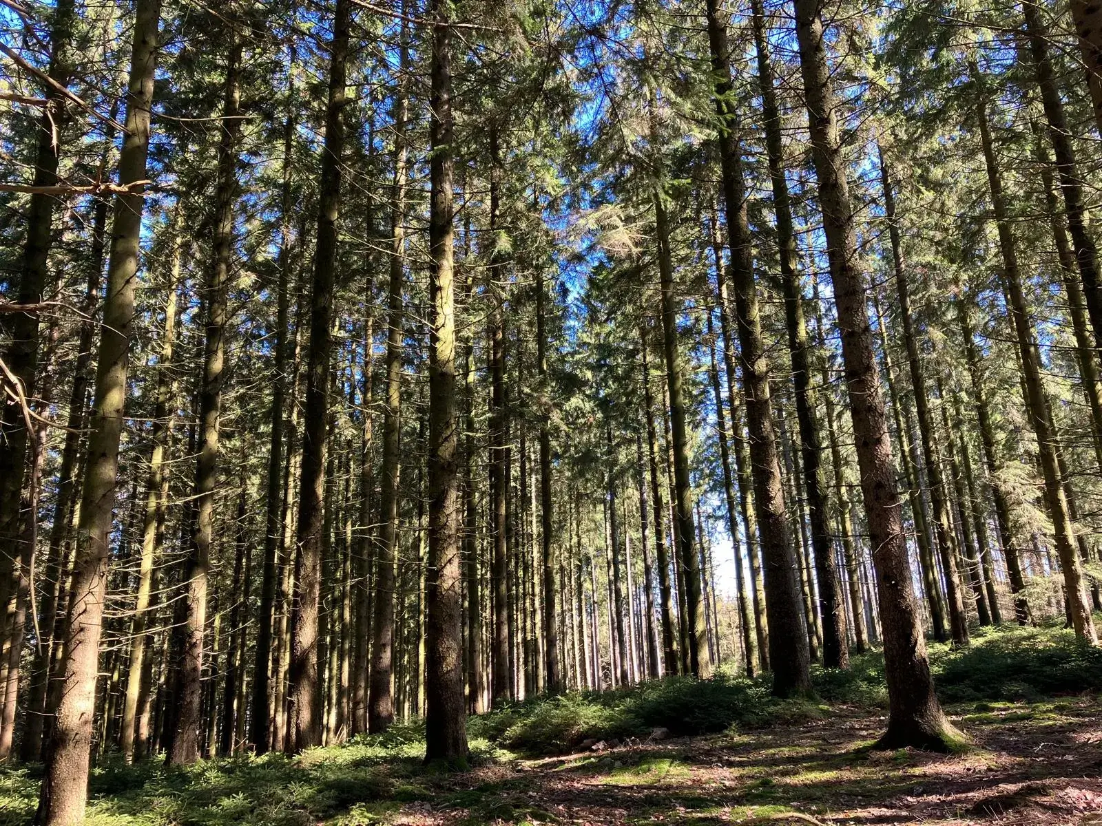 Wandeling afbeelding