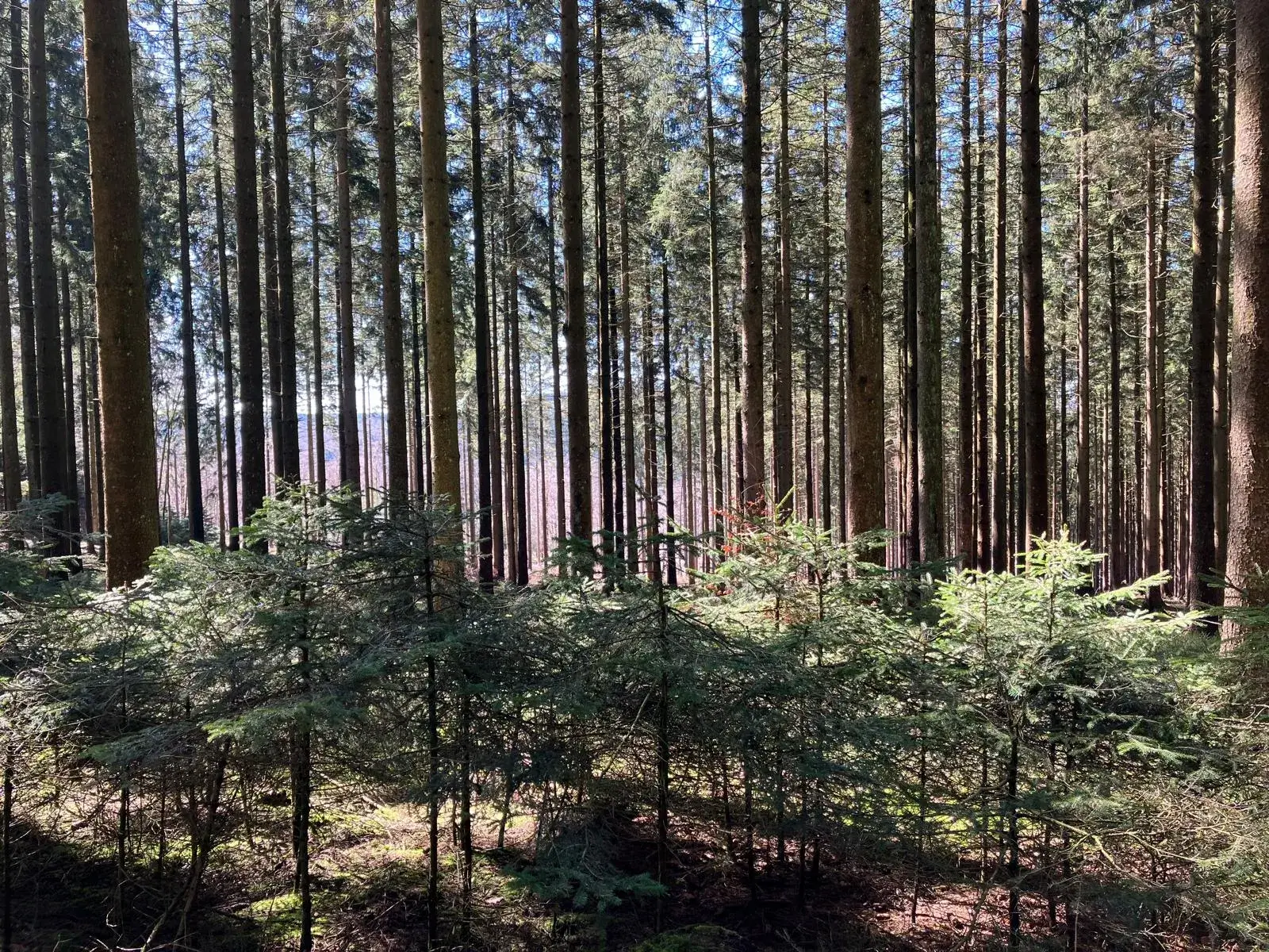 Wandeling afbeelding
