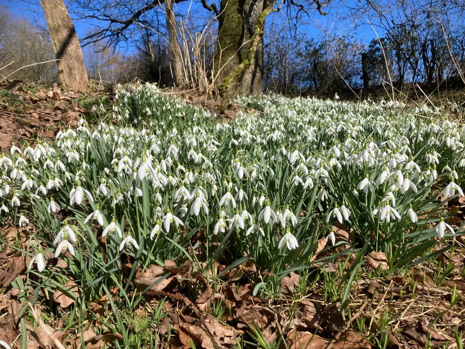 Wandeling afbeelding