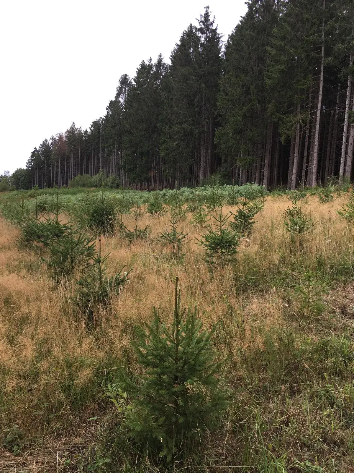Wandeling afbeelding