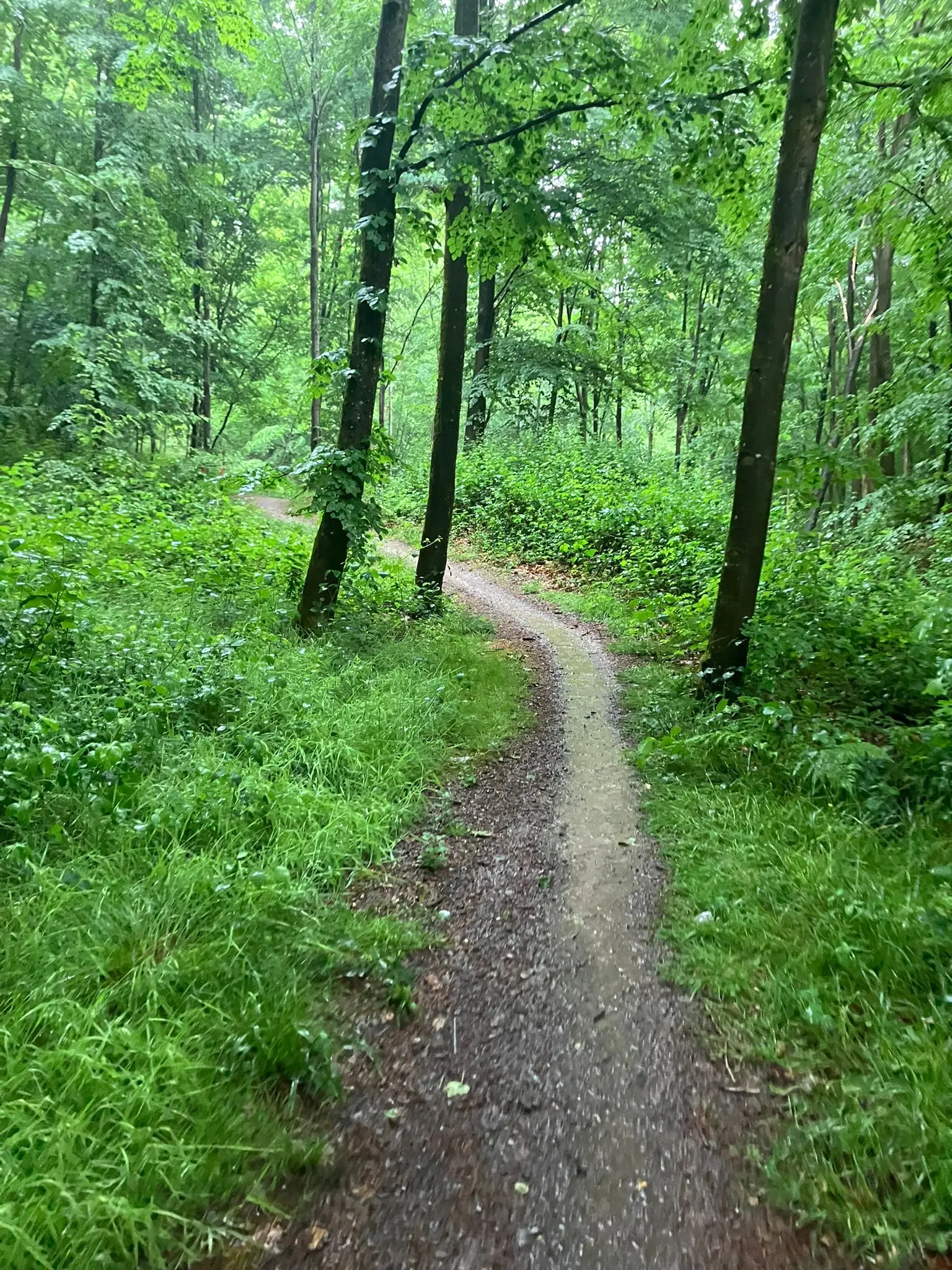 Wandeling afbeelding