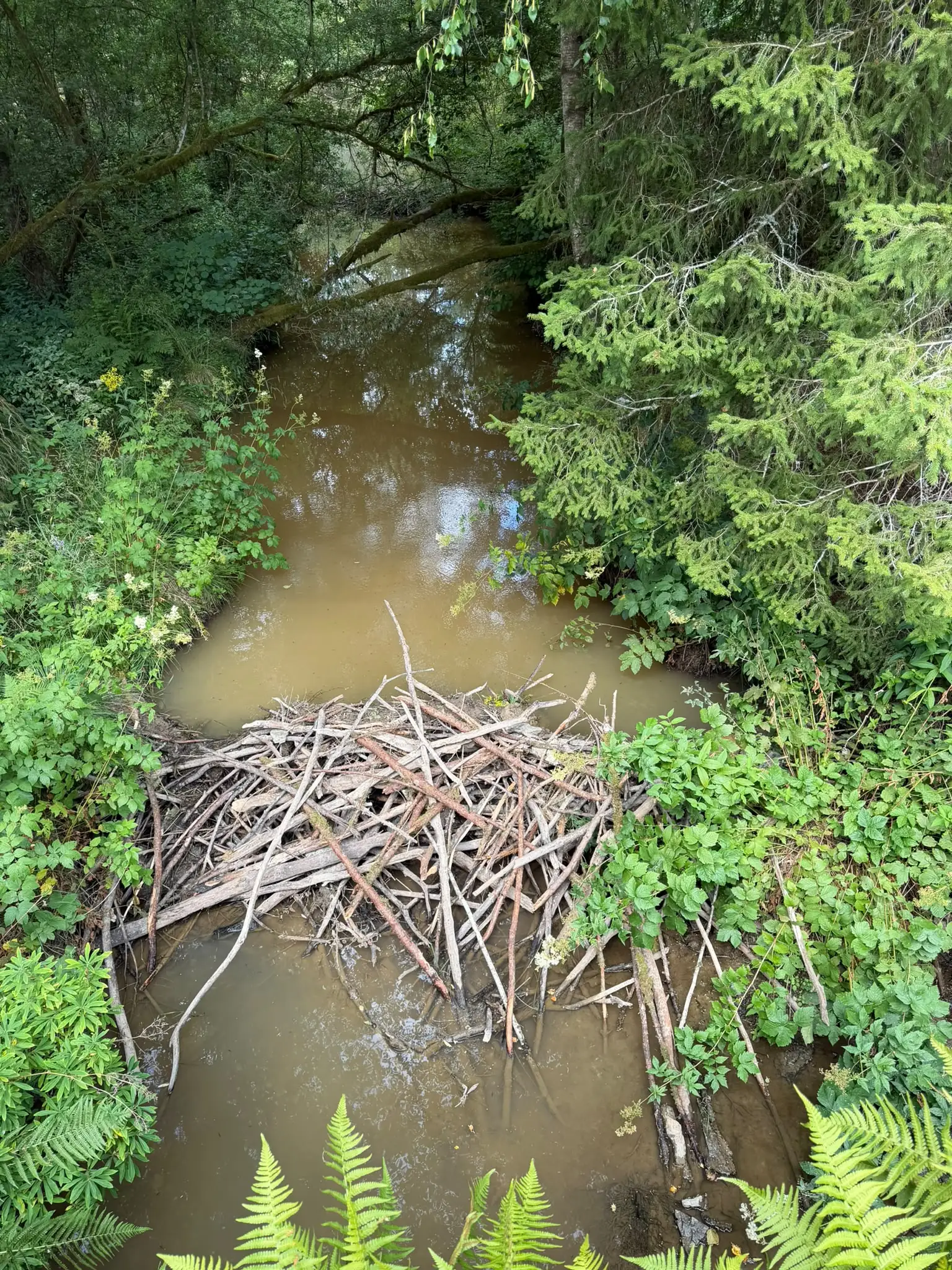 Wandeling afbeelding