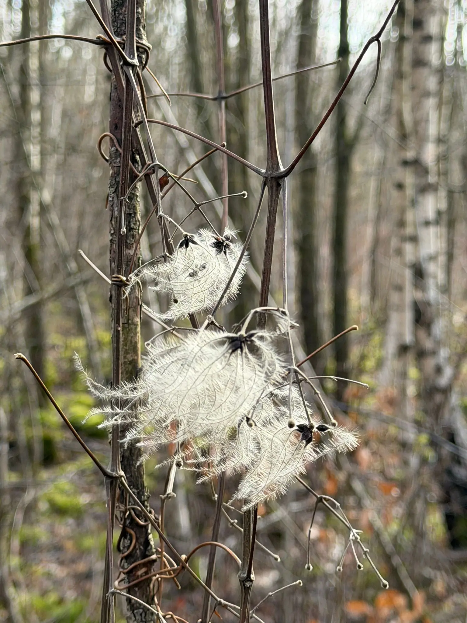 Wandeling afbeelding