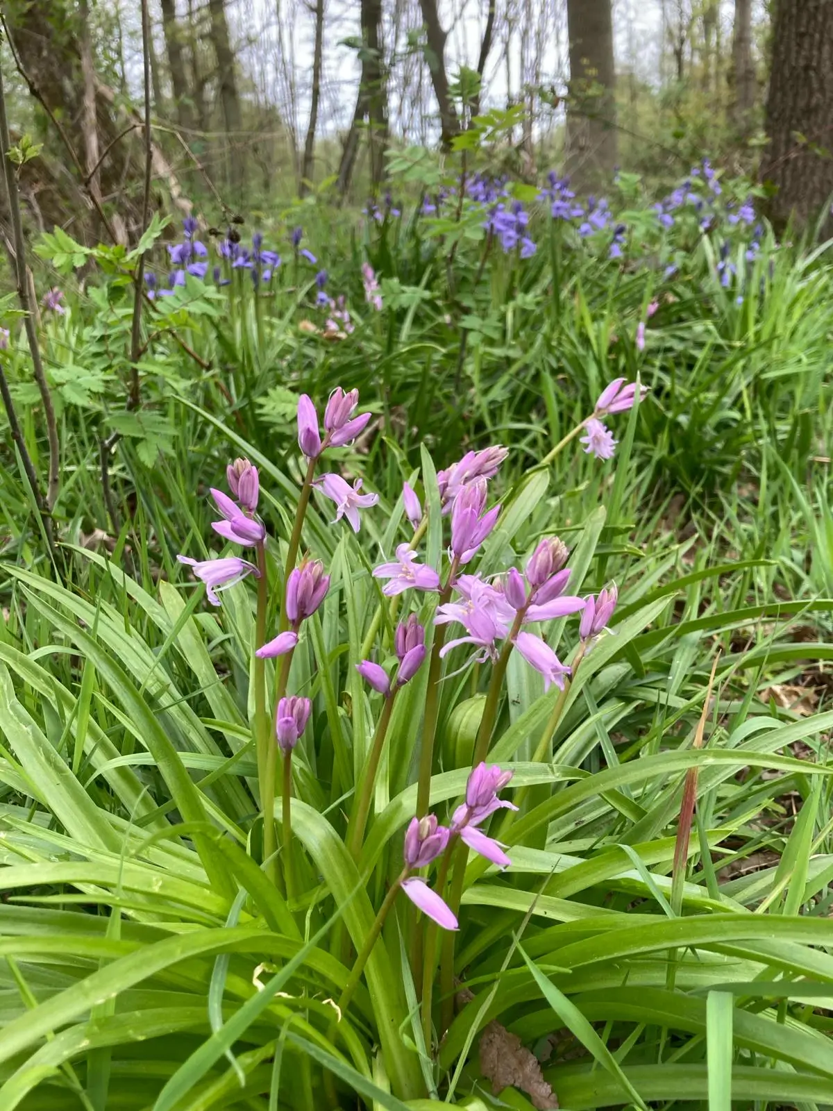 Wandeling afbeelding