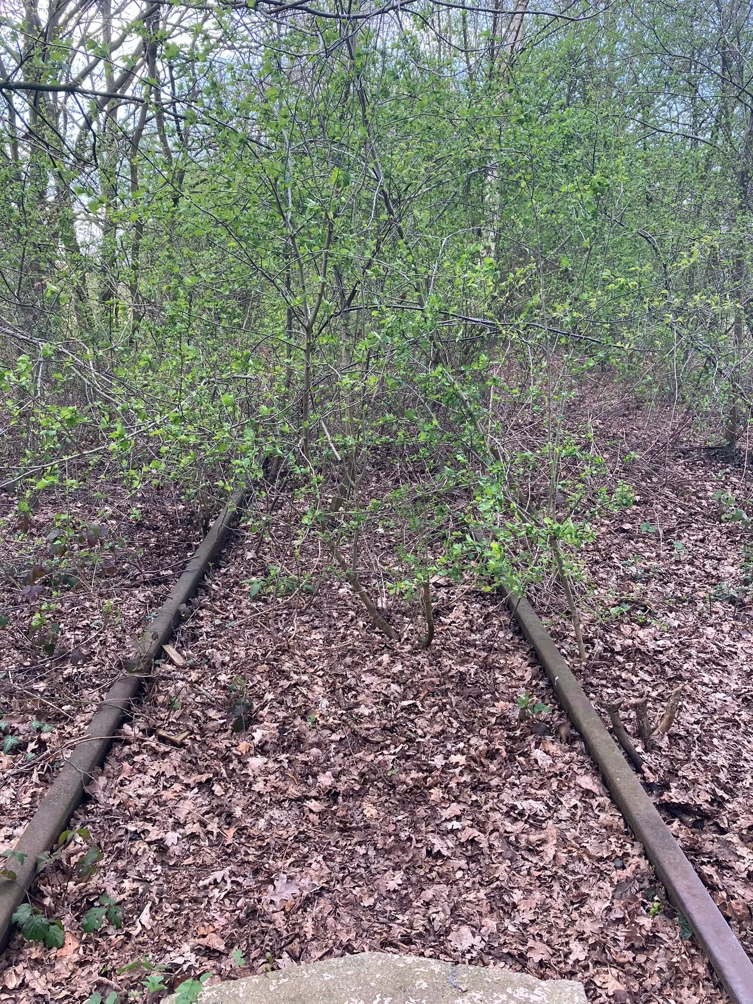Wandeling afbeelding