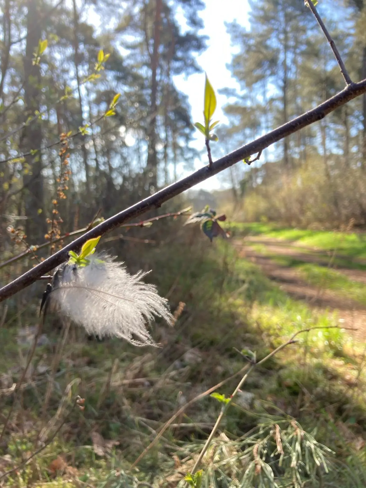 Wandeling afbeelding