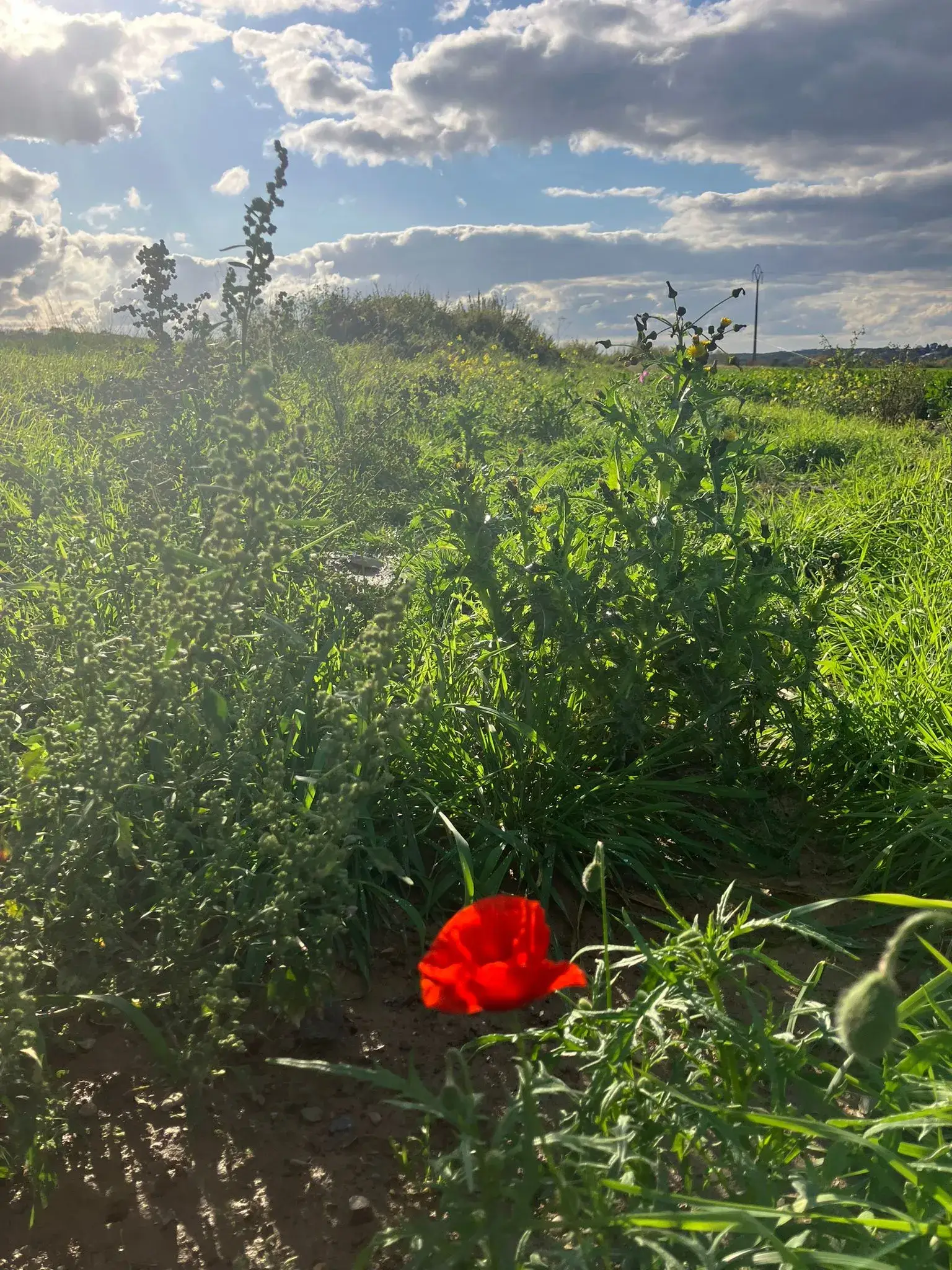 Wandeling afbeelding
