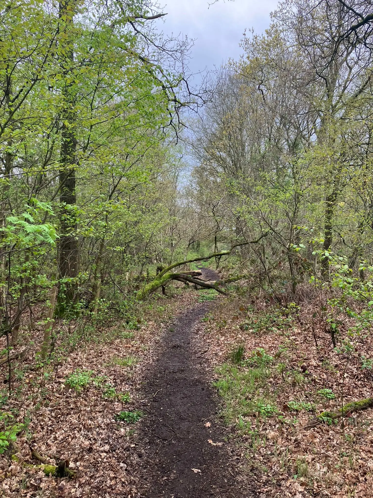 Wandeling afbeelding