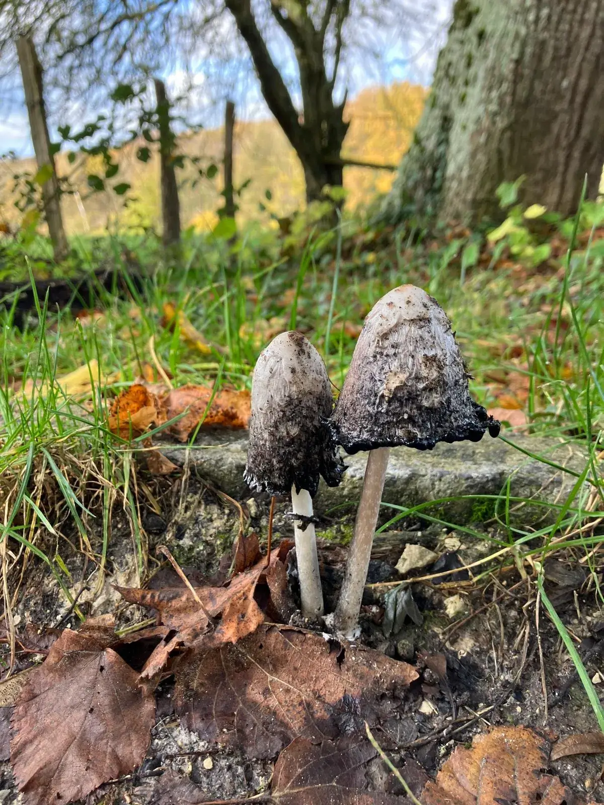 Wandeling afbeelding