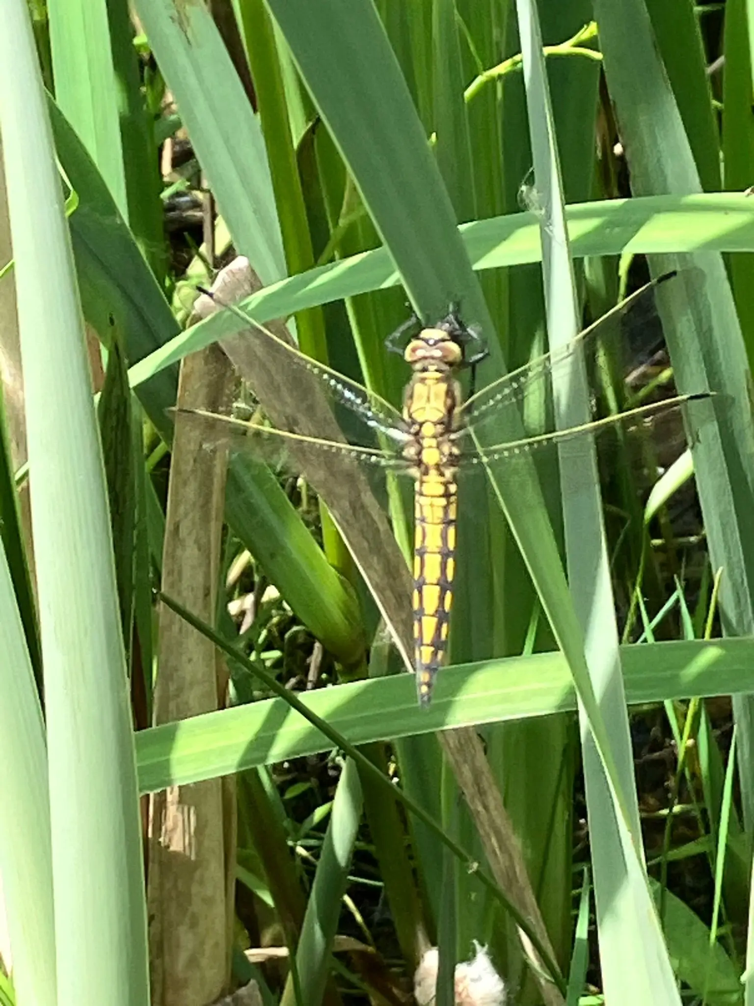 Wandeling afbeelding