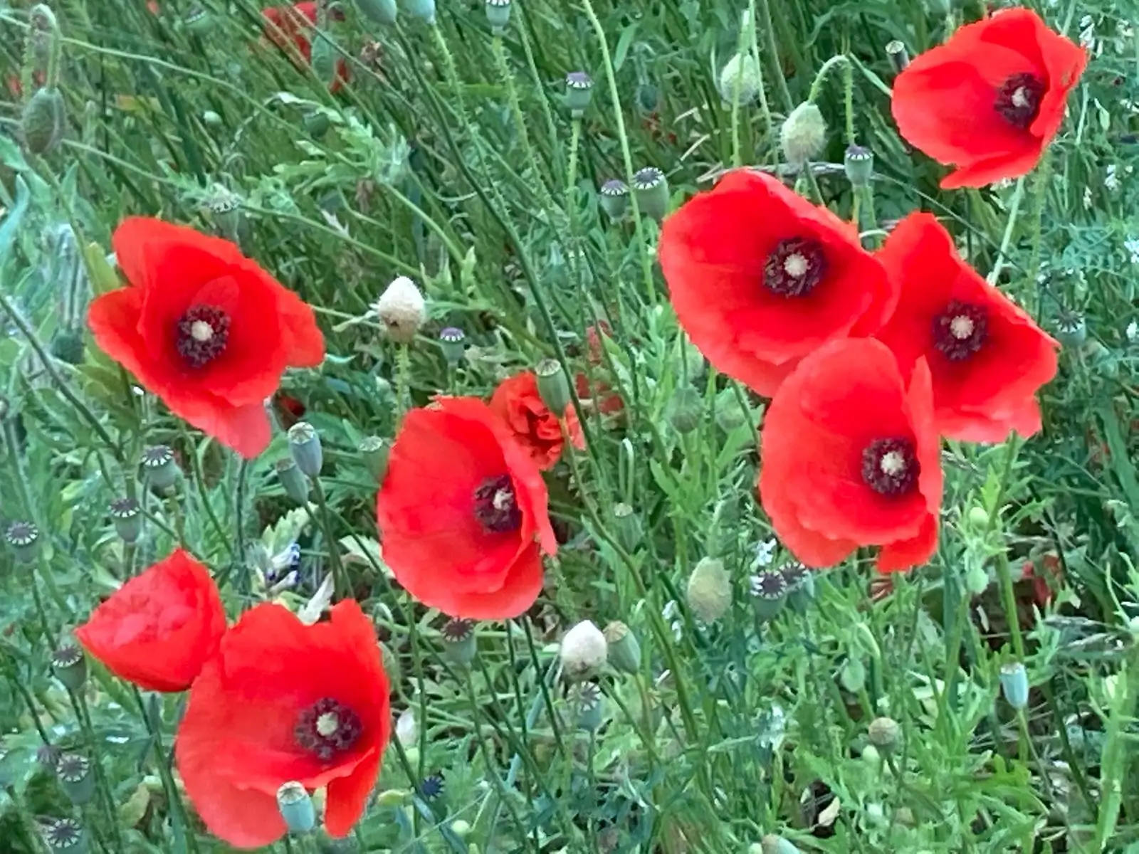 Wandeling afbeelding