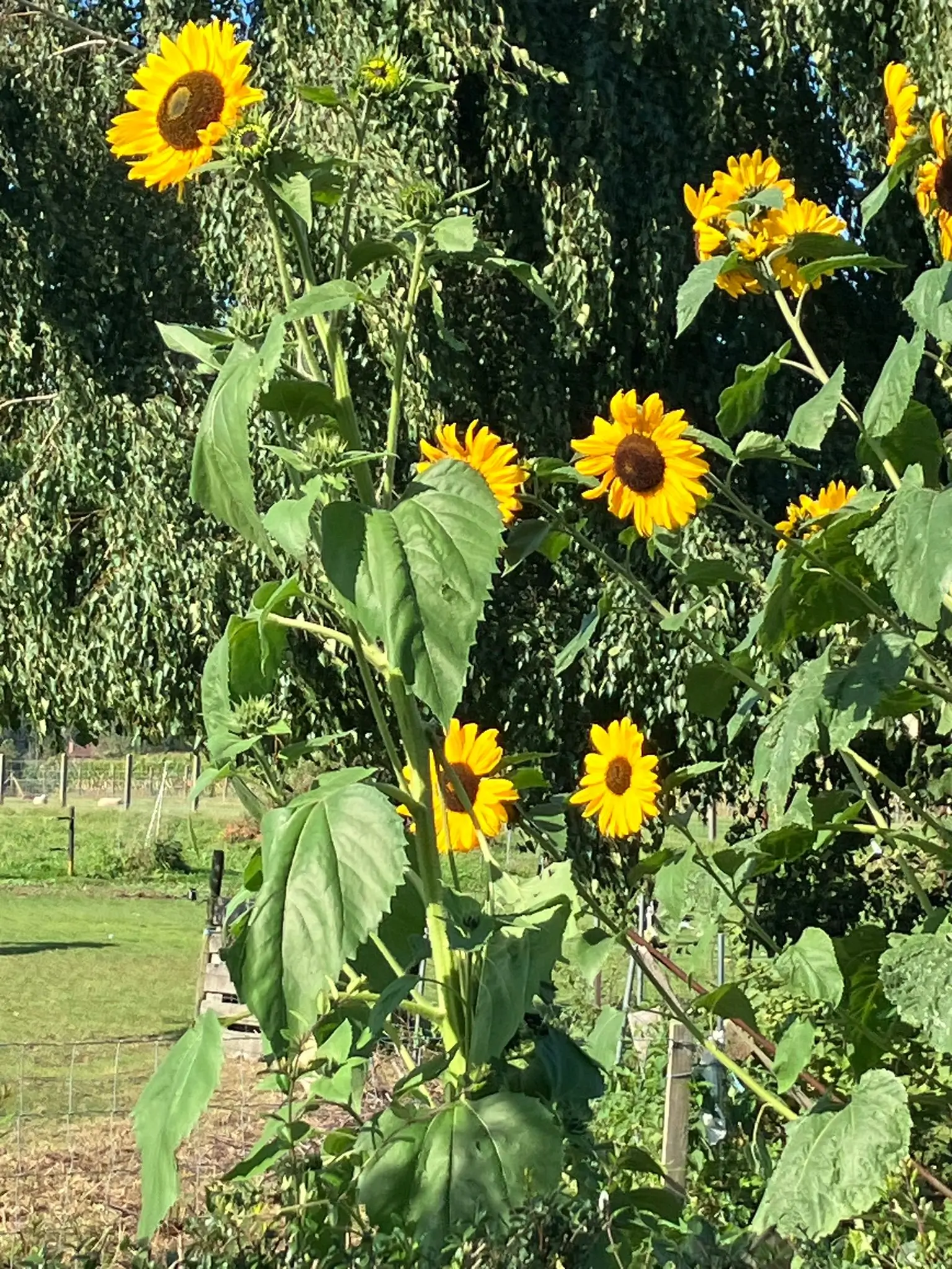 Wandeling afbeelding