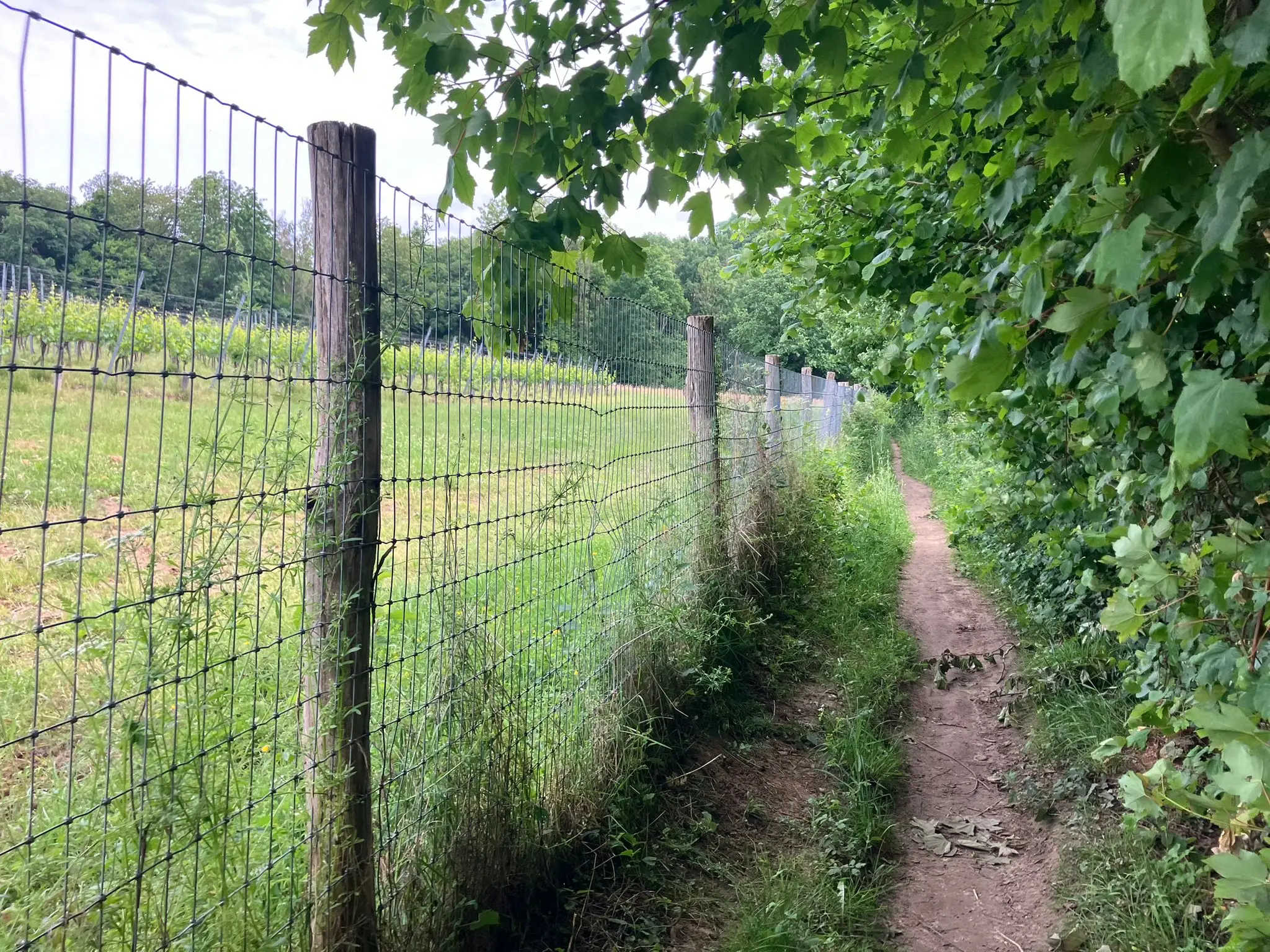 Wandeling afbeelding
