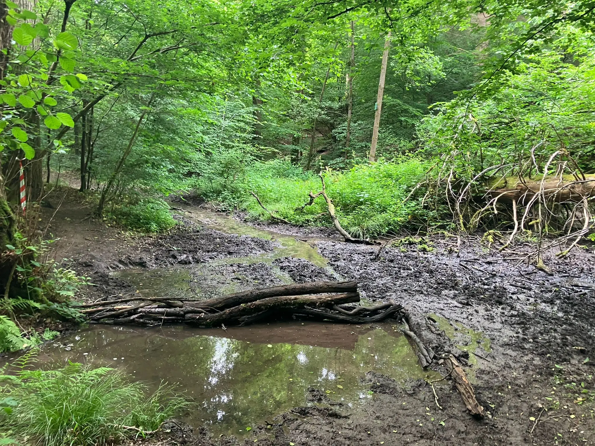 Wandeling afbeelding