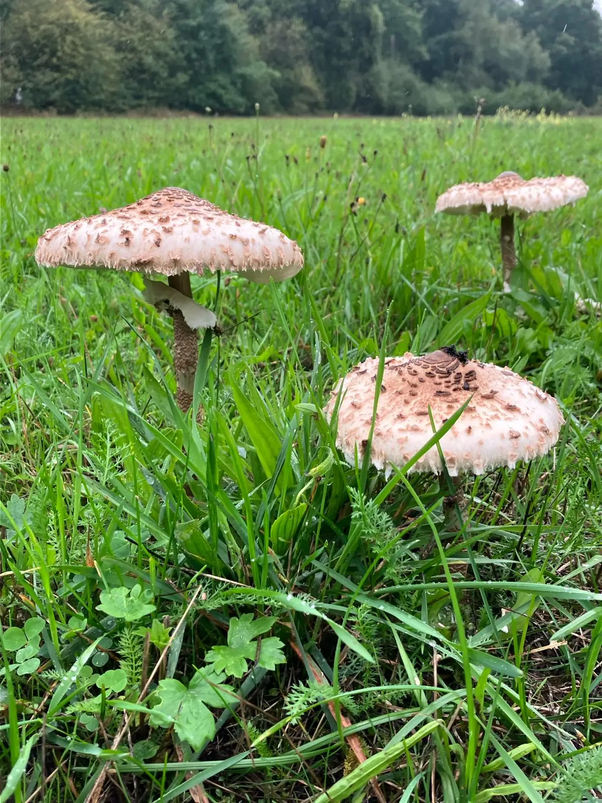 Wandeling afbeelding