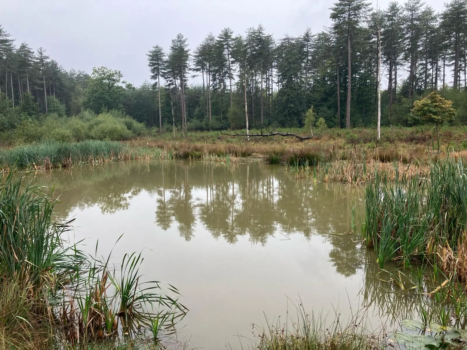 Wandeling afbeelding